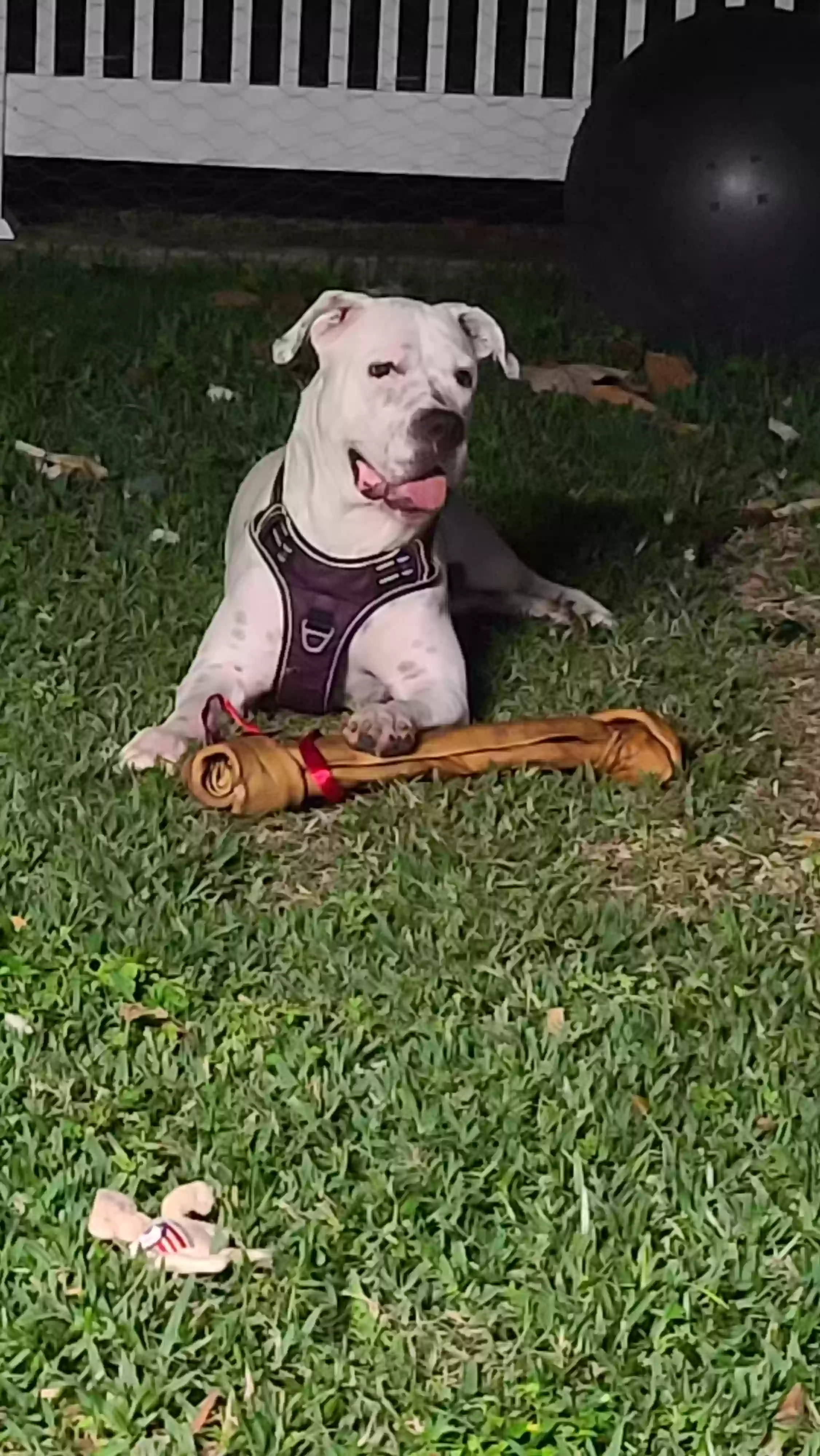 adoptable Dog in Deer Park,TX named Jada