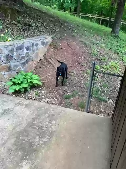 adoptable Dog in Chattanooga,TN named Raleigh