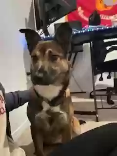 adoptable Dog in Conroe,TX named Clover