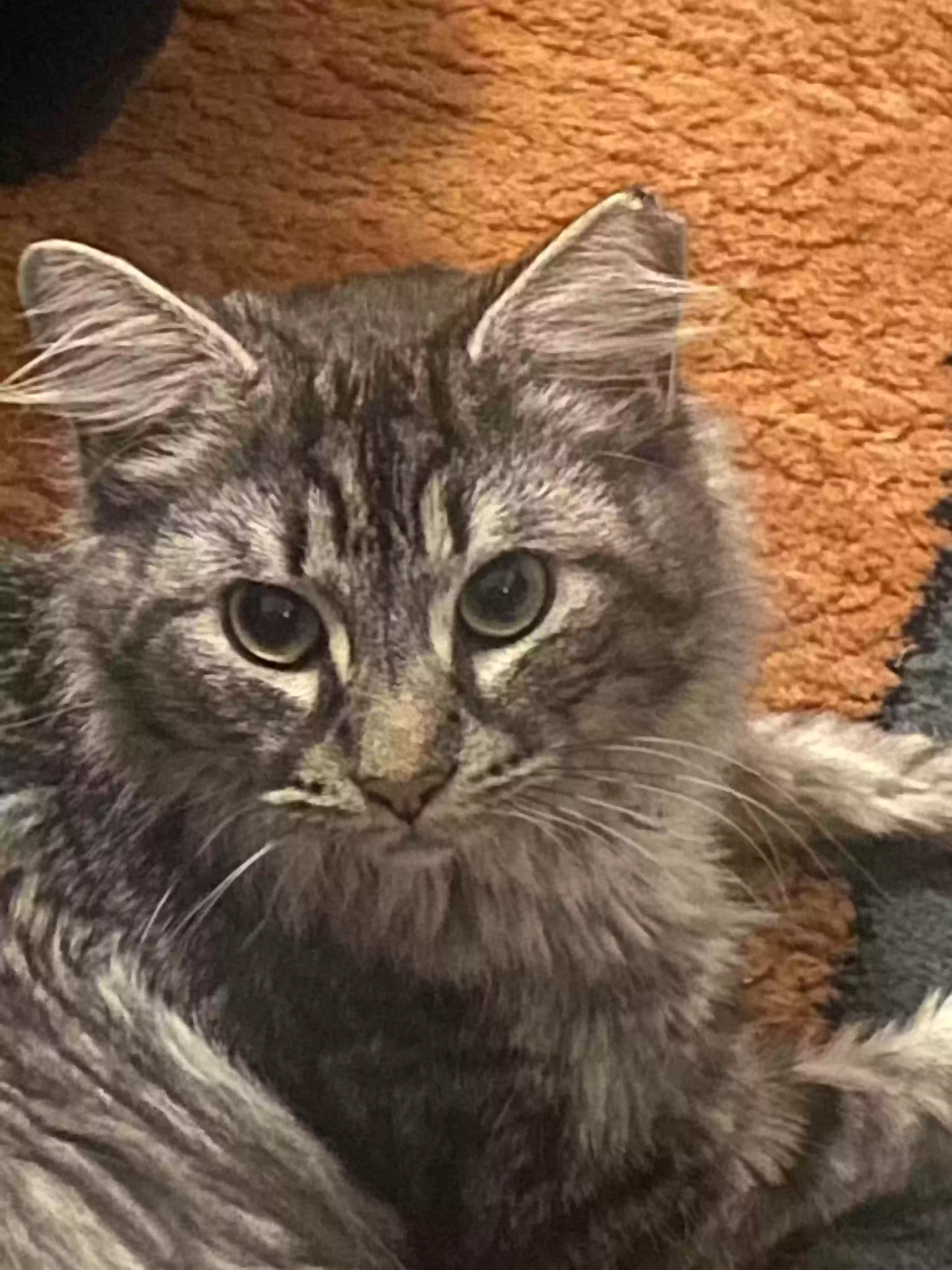 adoptable Cat in Marietta,GA named Reggie