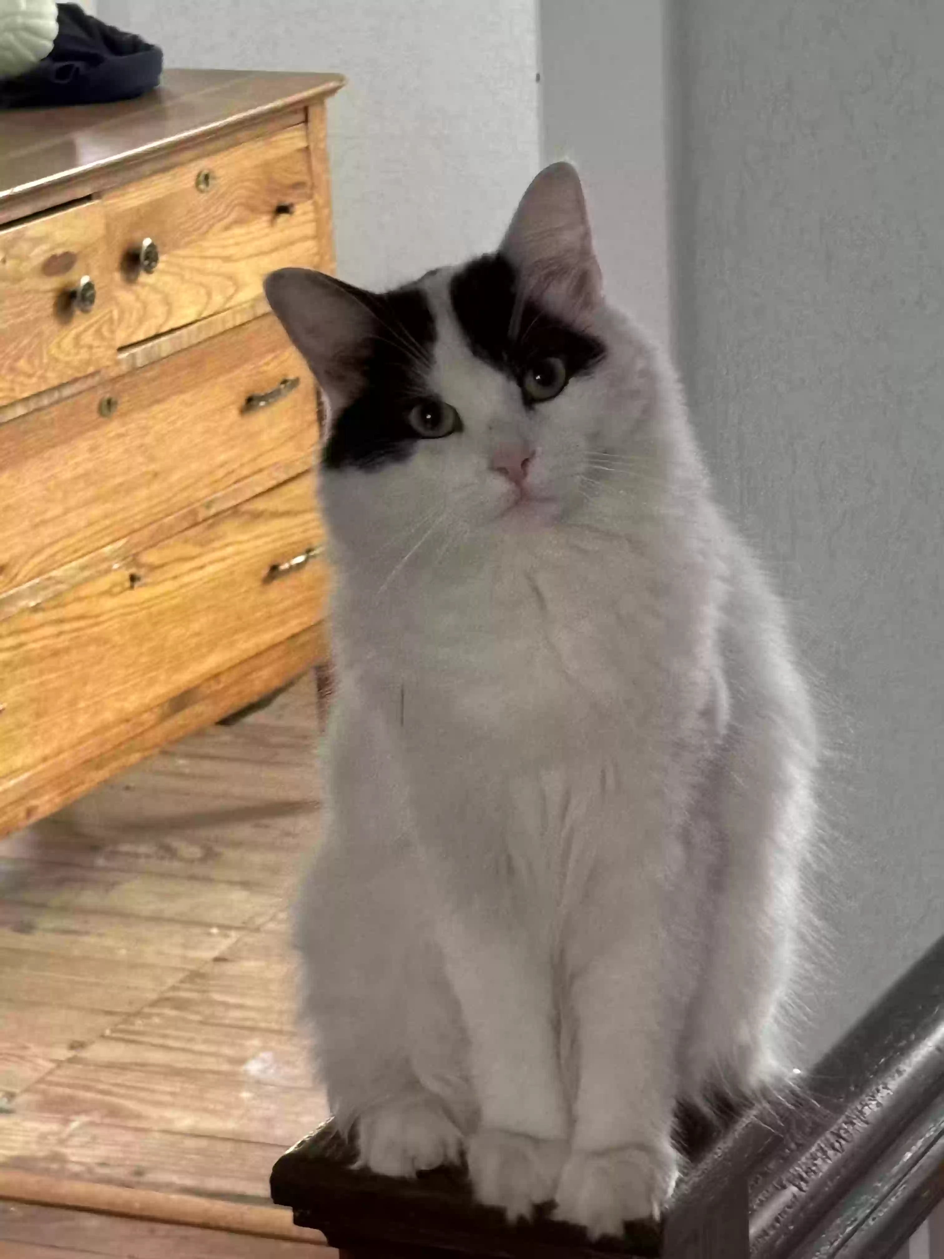 adoptable Cat in New Albany,IN named OREO