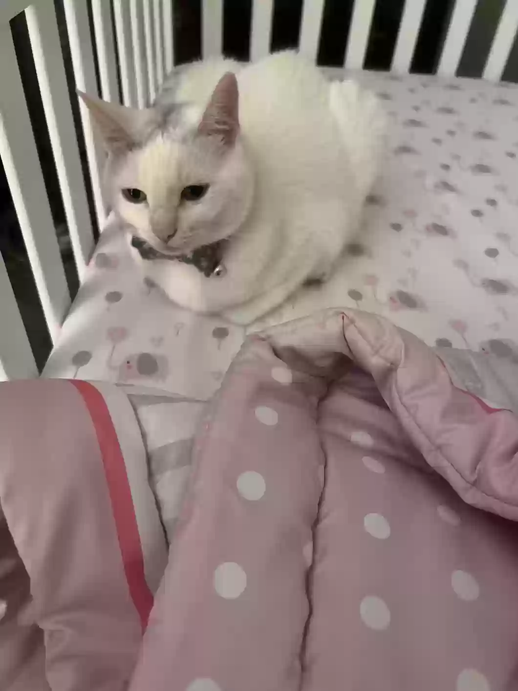 adoptable Cat in Cohoes,NY named augustus