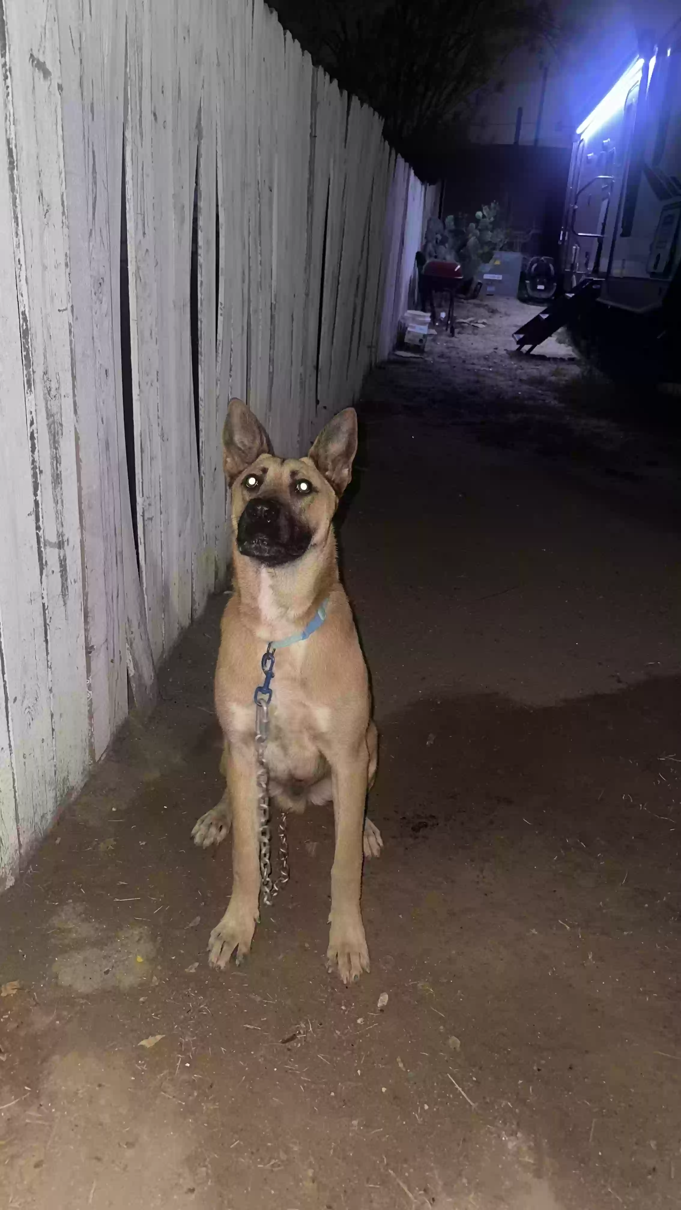 adoptable Dog in Laredo,TX named Max