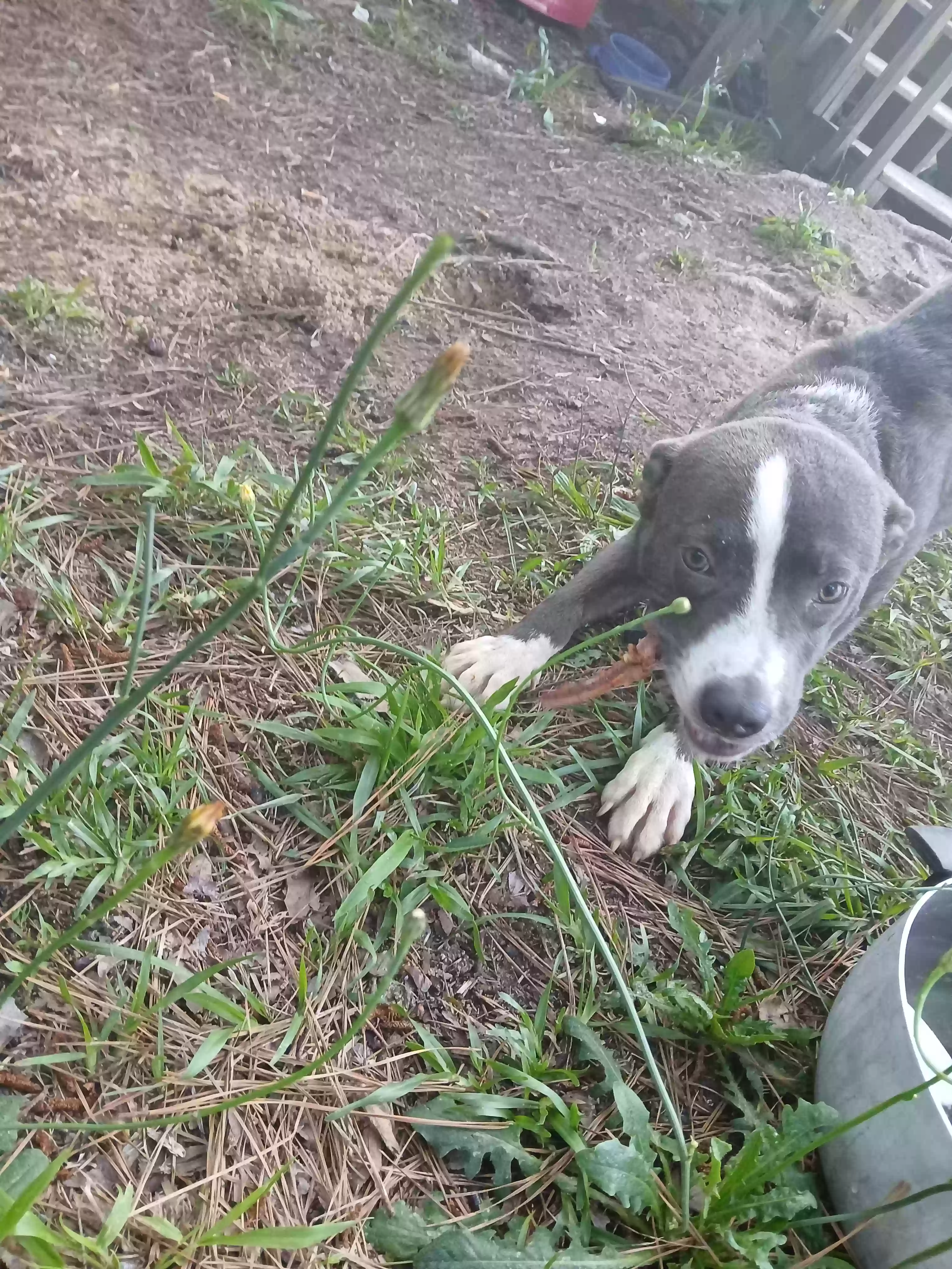 adoptable Dog in Milledgeville,GA named Gucci