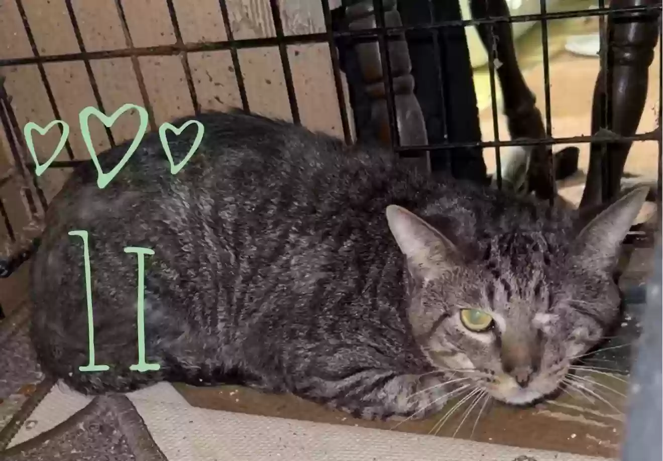 adoptable Cat in Snellville,GA named 1i