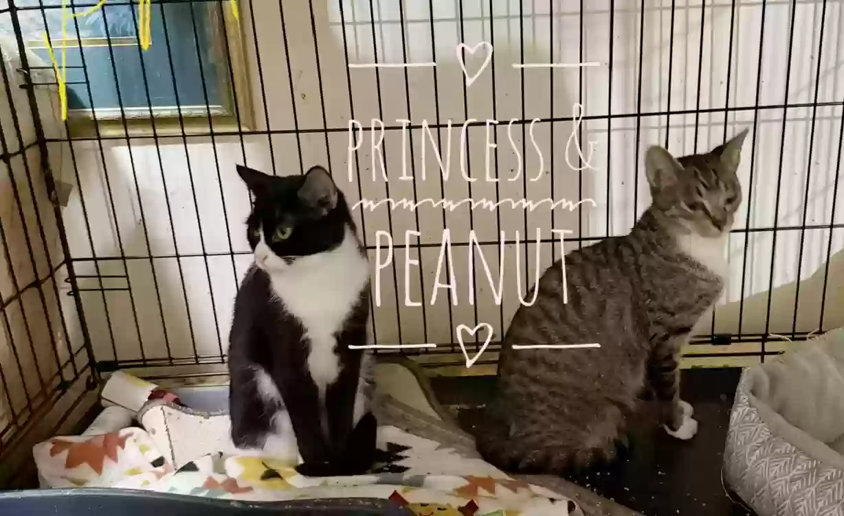 adoptable Cat in Snellville,GA named Princess and Peanut