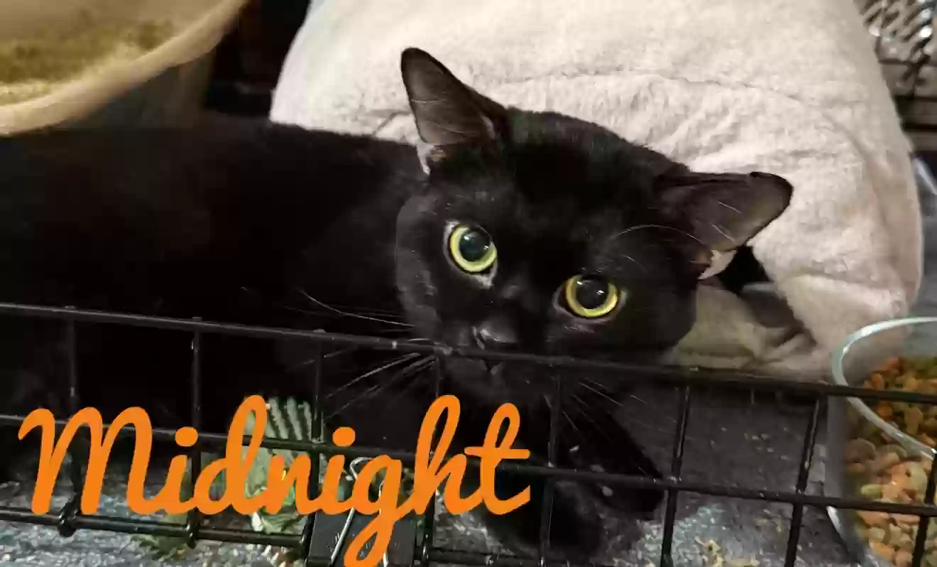 adoptable Cat in Snellville,GA named Midnight