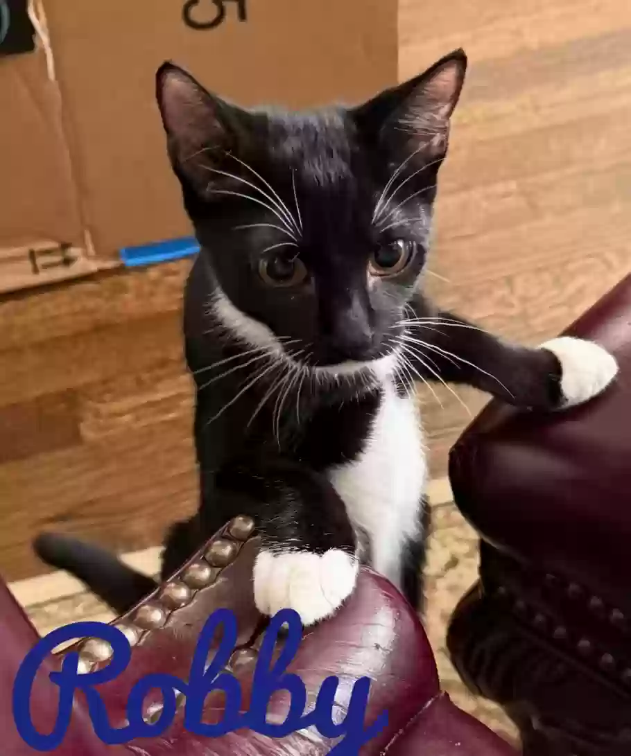 adoptable Cat in Snellville,GA named Robby