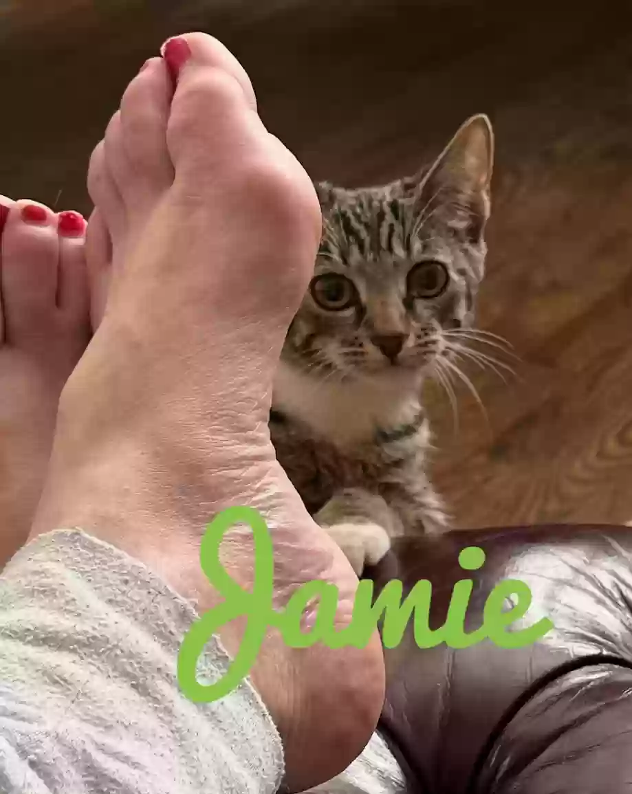 adoptable Cat in Snellville,GA named Jamie