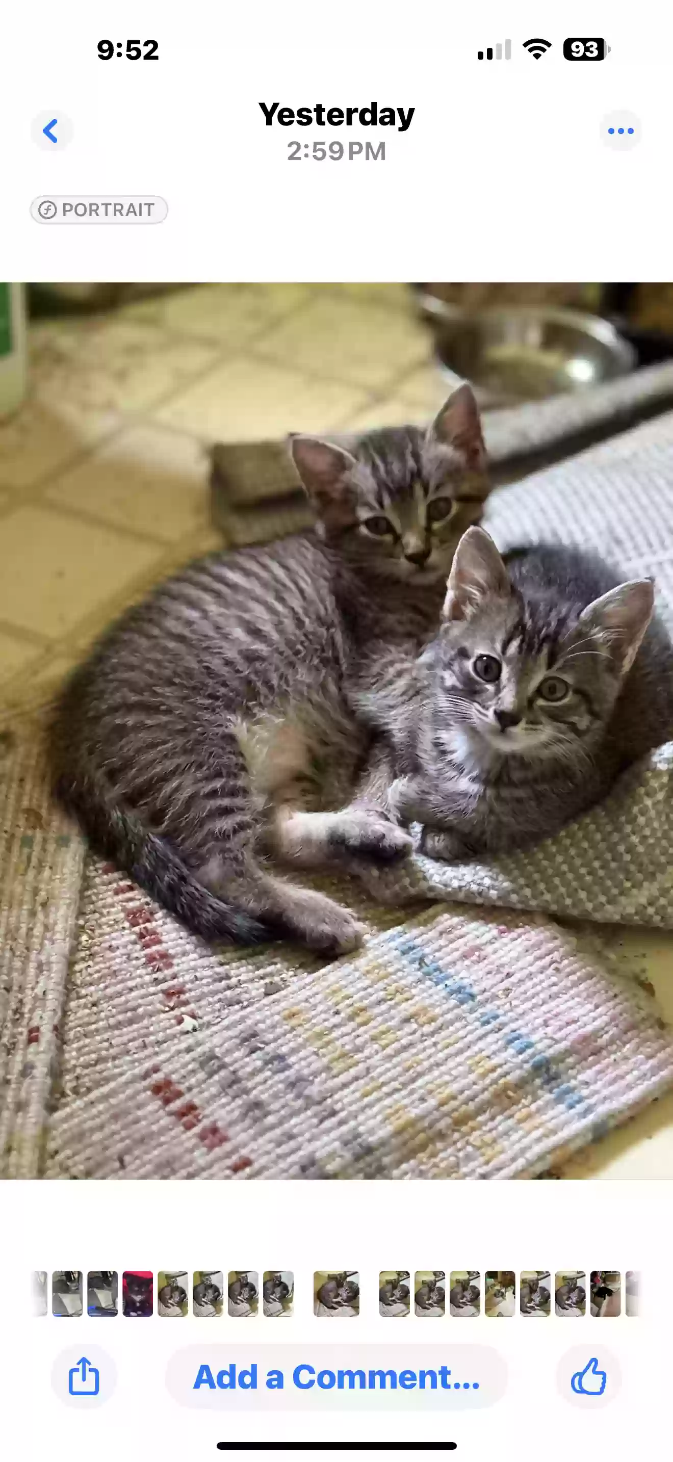 adoptable Cat in Snellville,GA named Ron