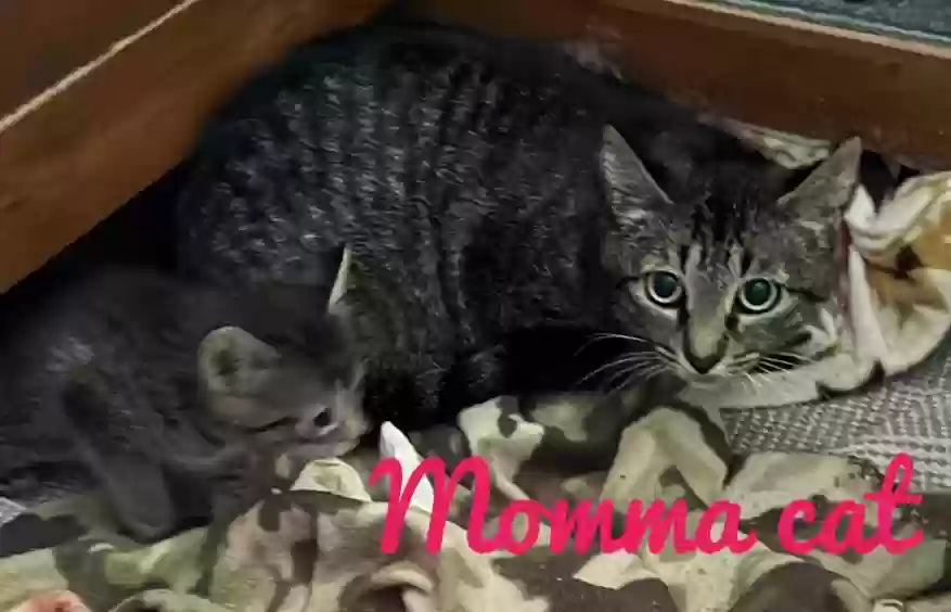 adoptable Cat in Snellville,GA named Hermoine