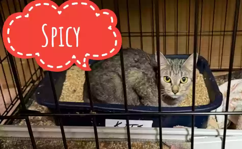 adoptable Cat in Snellville,GA named Spicy