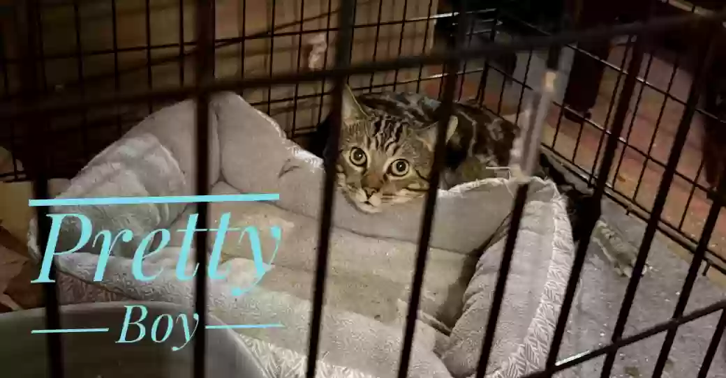 adoptable Cat in Snellville,GA named Pretty Boy