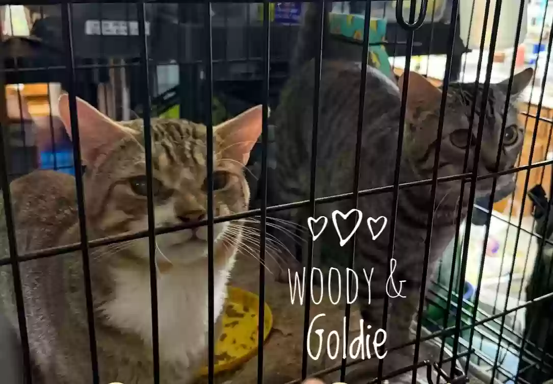 adoptable Cat in Snellville,GA named Woodstock and Goldie