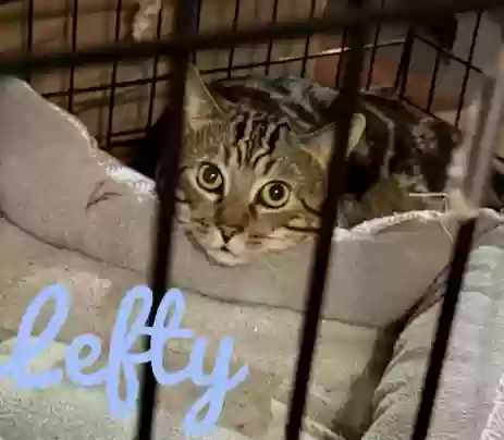 adoptable Cat in Snellville,GA named Lefty