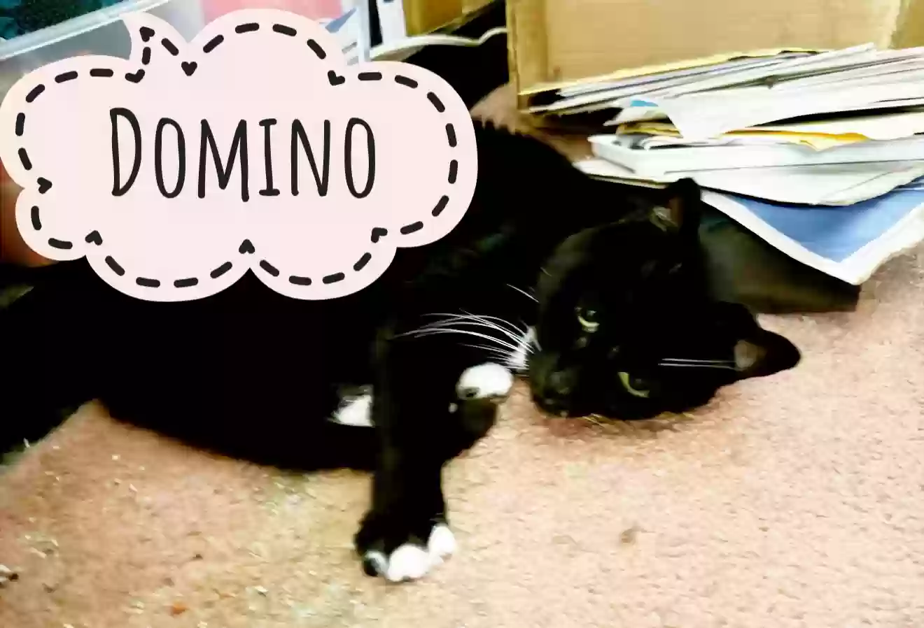 adoptable Cat in Snellville,GA named Domino