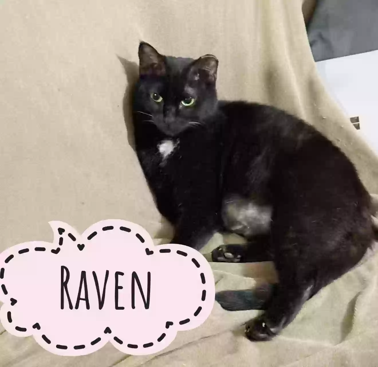 adoptable Cat in Snellville,GA named Raven