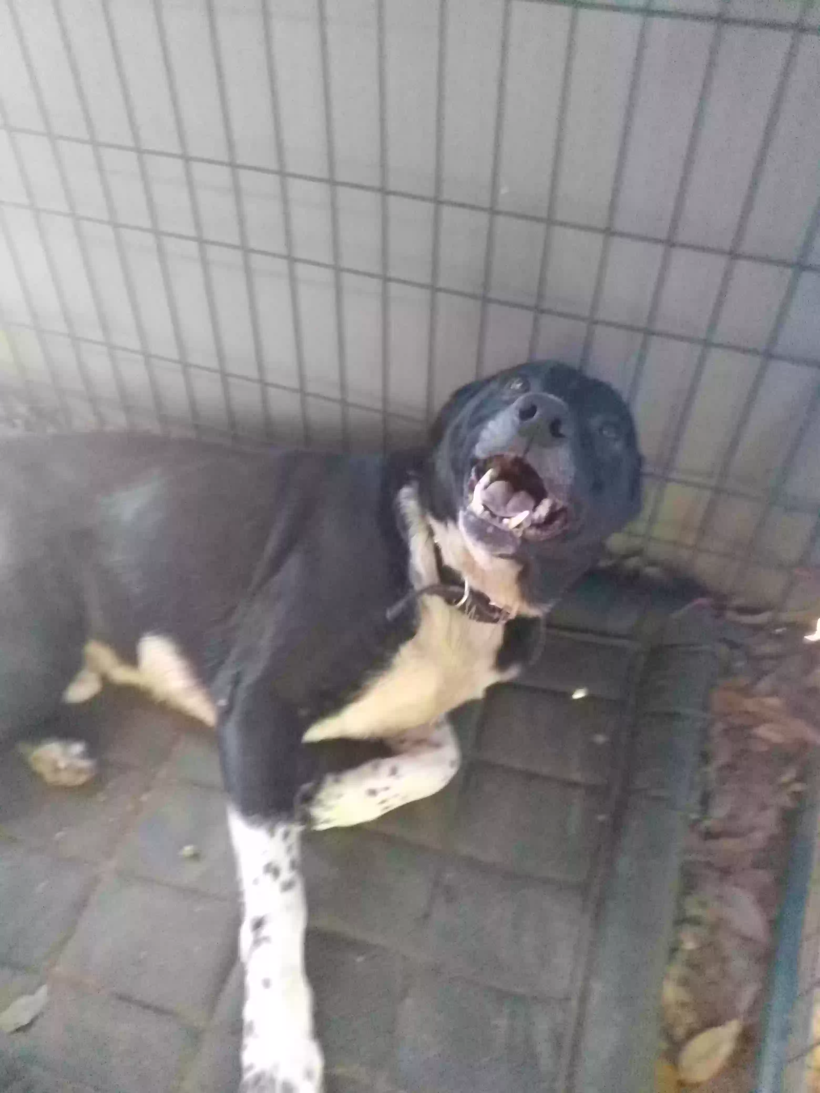adoptable Dog in Pearland,TX named Rowdy