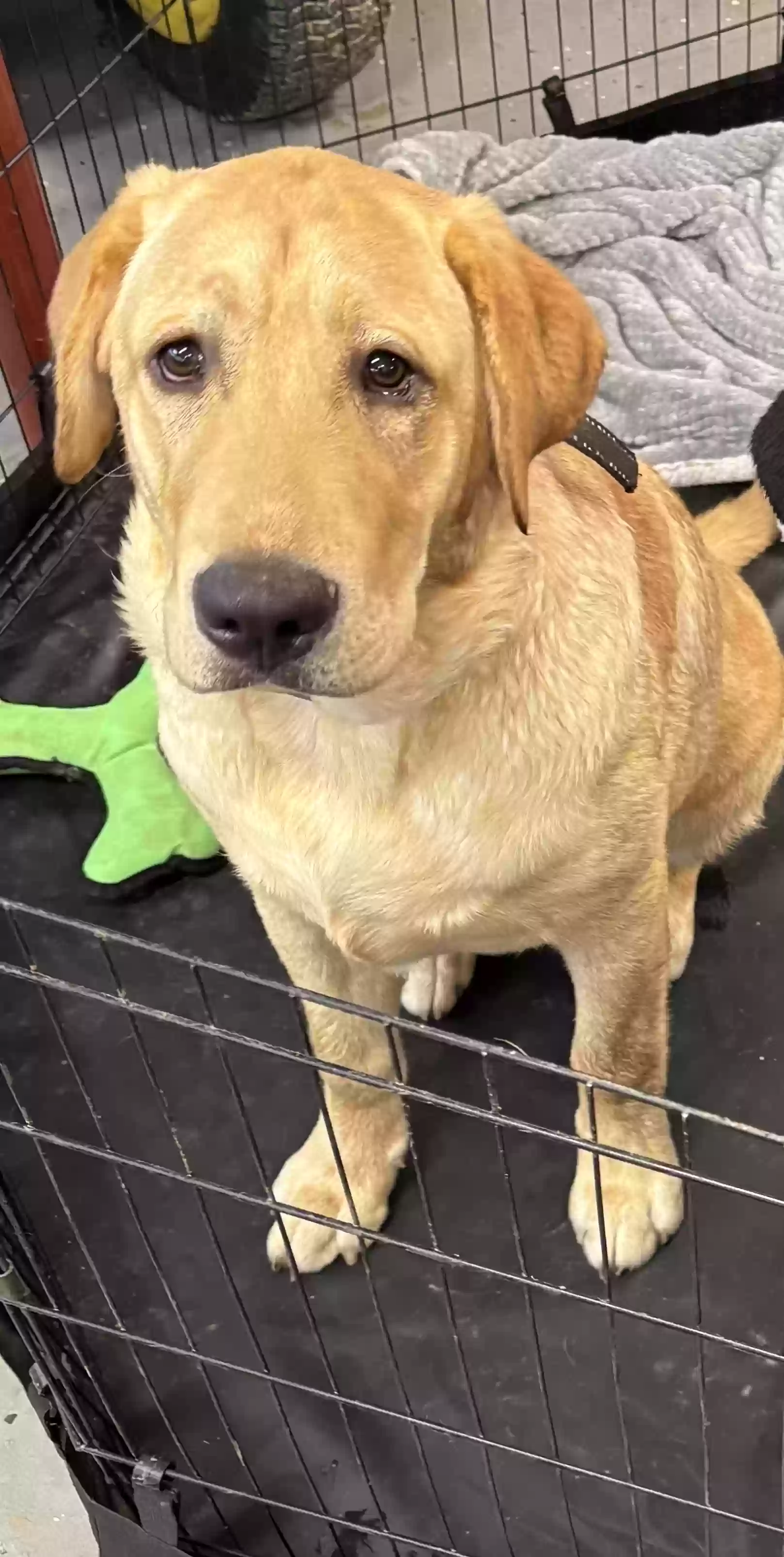 adoptable Dog in Cleveland,TN named Crue