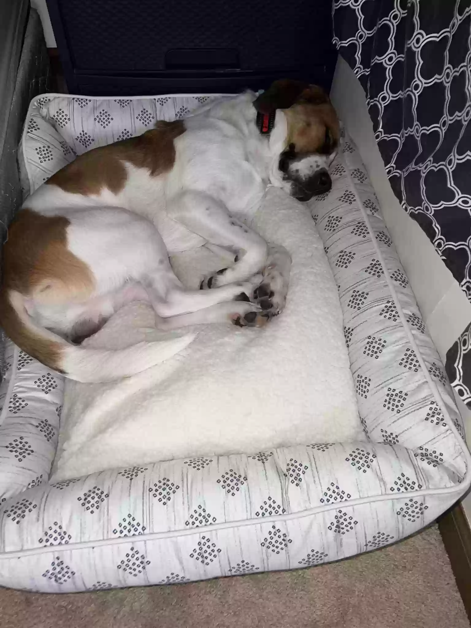 adoptable Dog in Cleveland,TN named Diesel