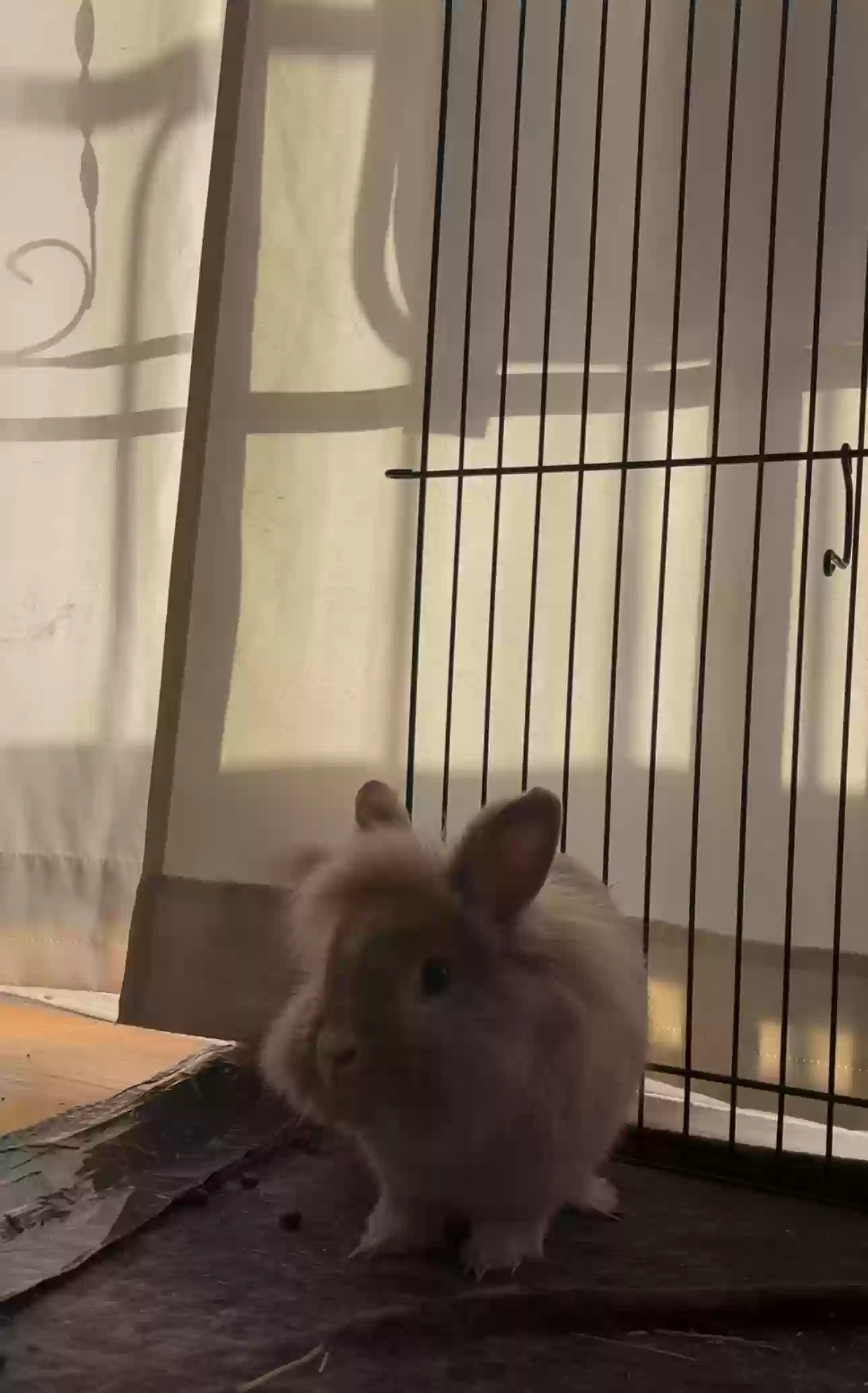 adoptable  in Los Angeles,CA named Bobbie