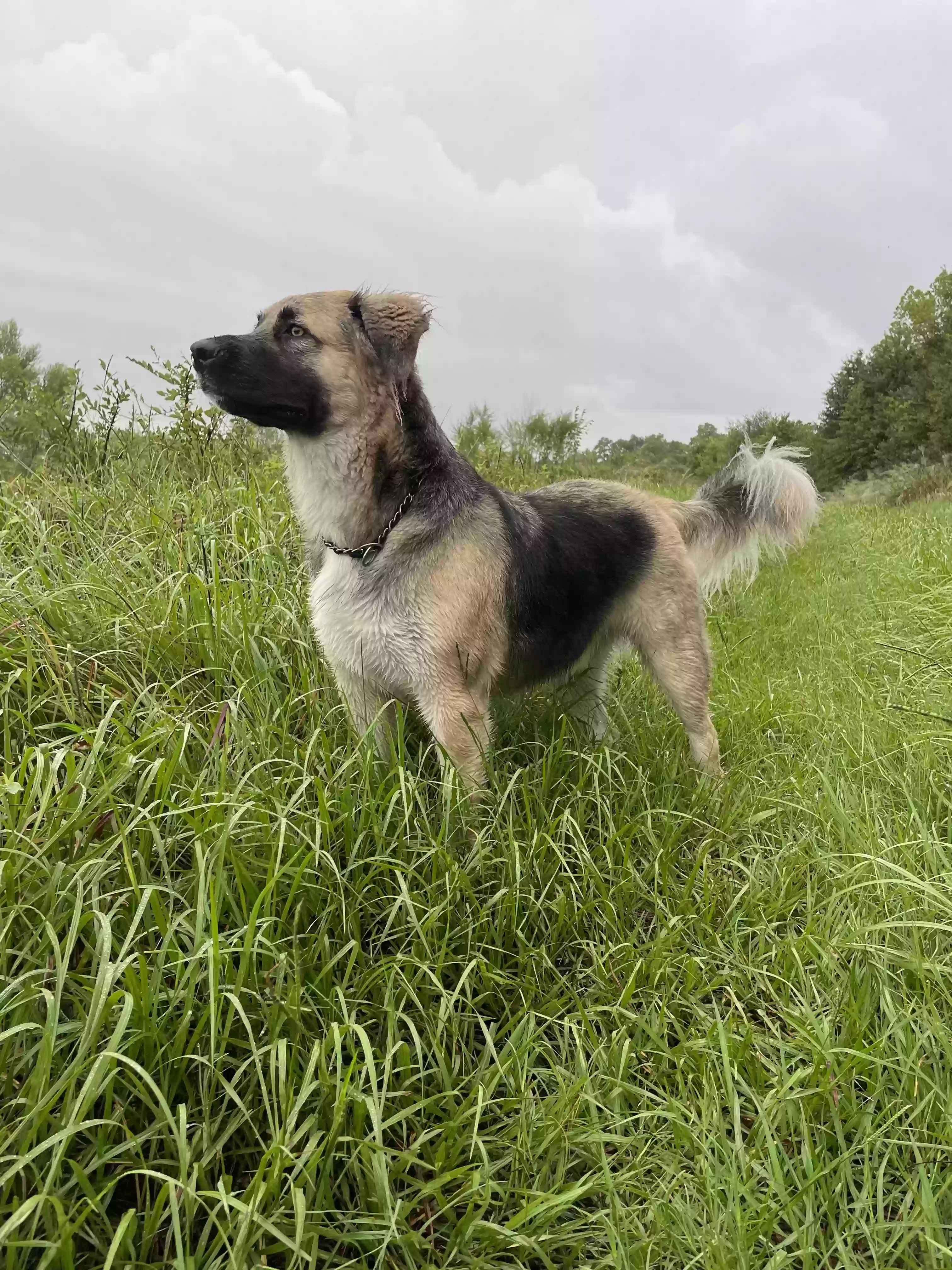 adoptable Dog in Trinity,TX named Koda