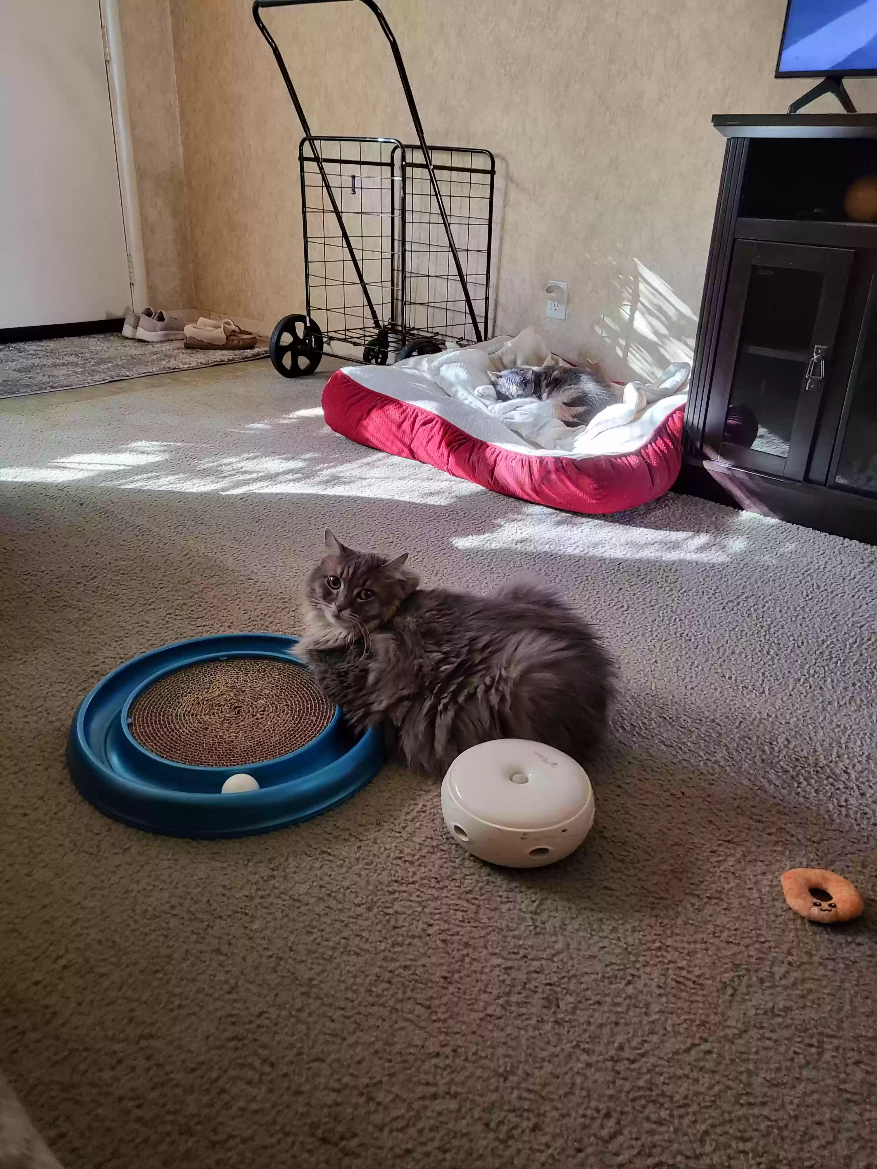 adoptable Cat in Marysville,OH named Electra