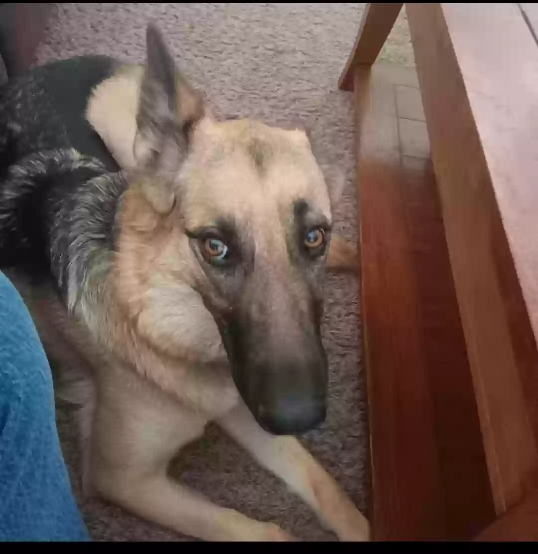 adoptable Dog in Highland,CA named Kiwi