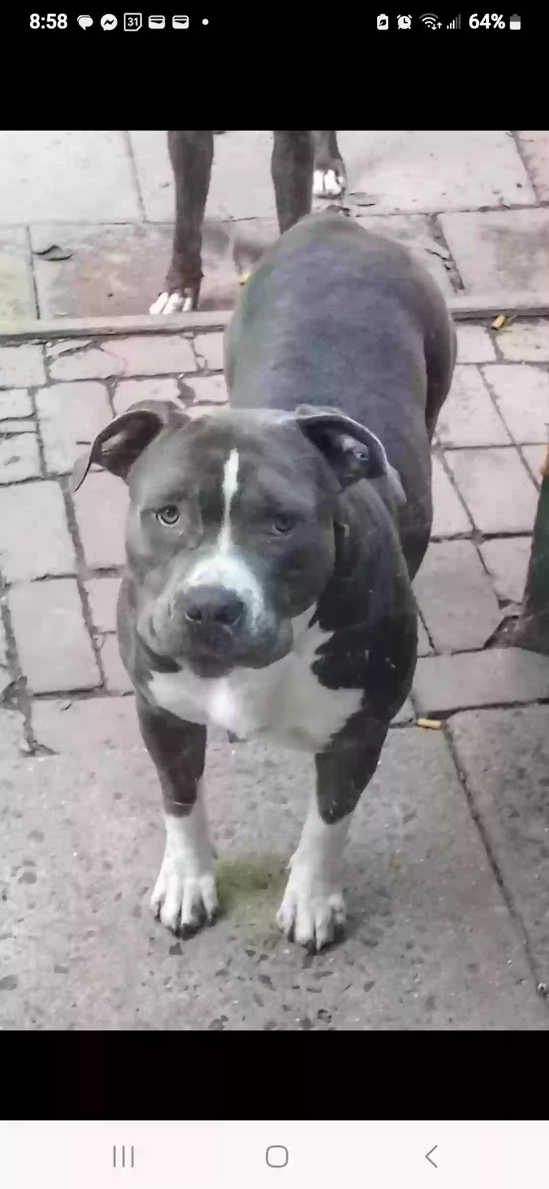 adoptable Dog in Quakertown,PA named