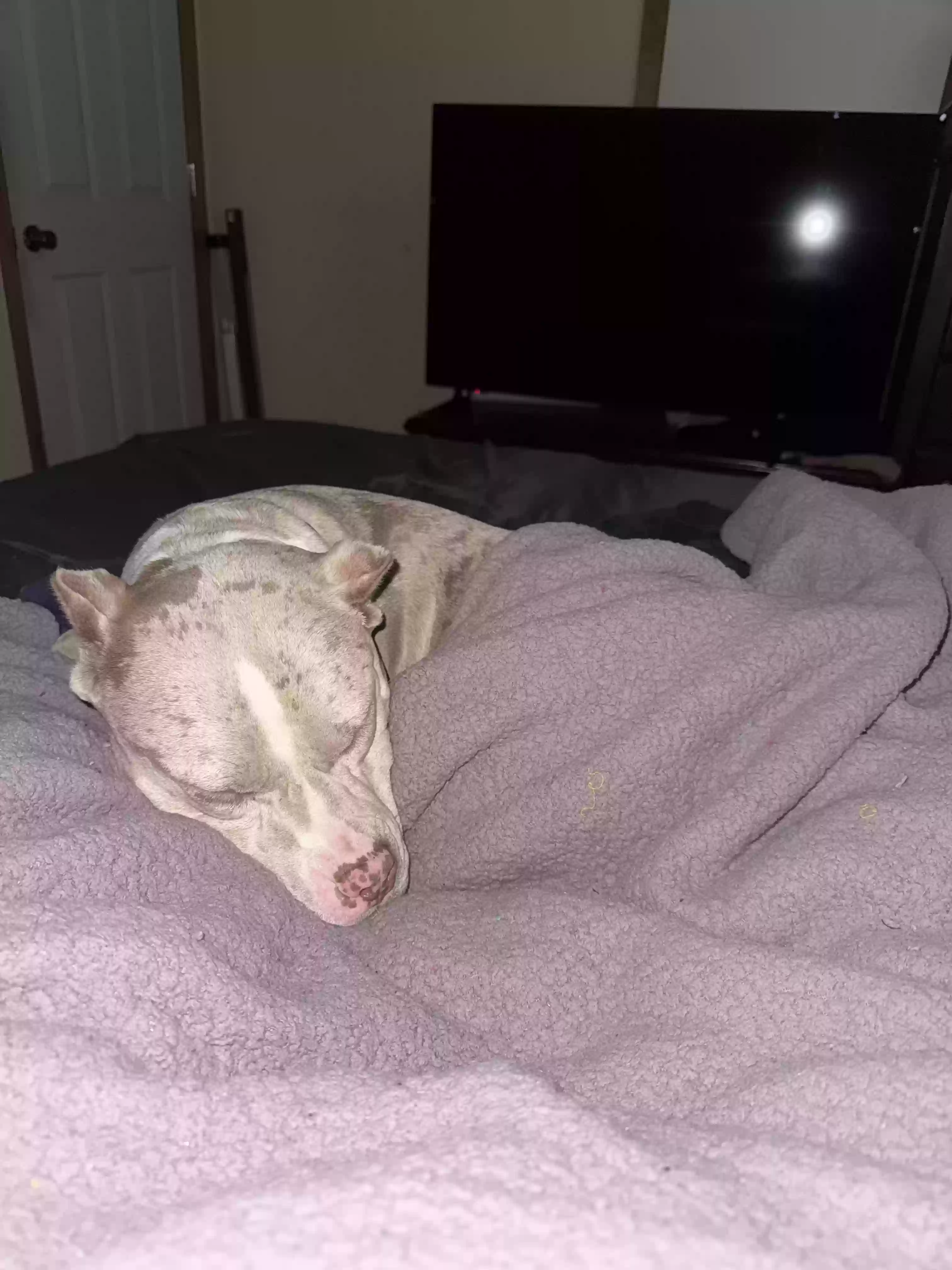 adoptable Dog in Temperance,MI named Molina