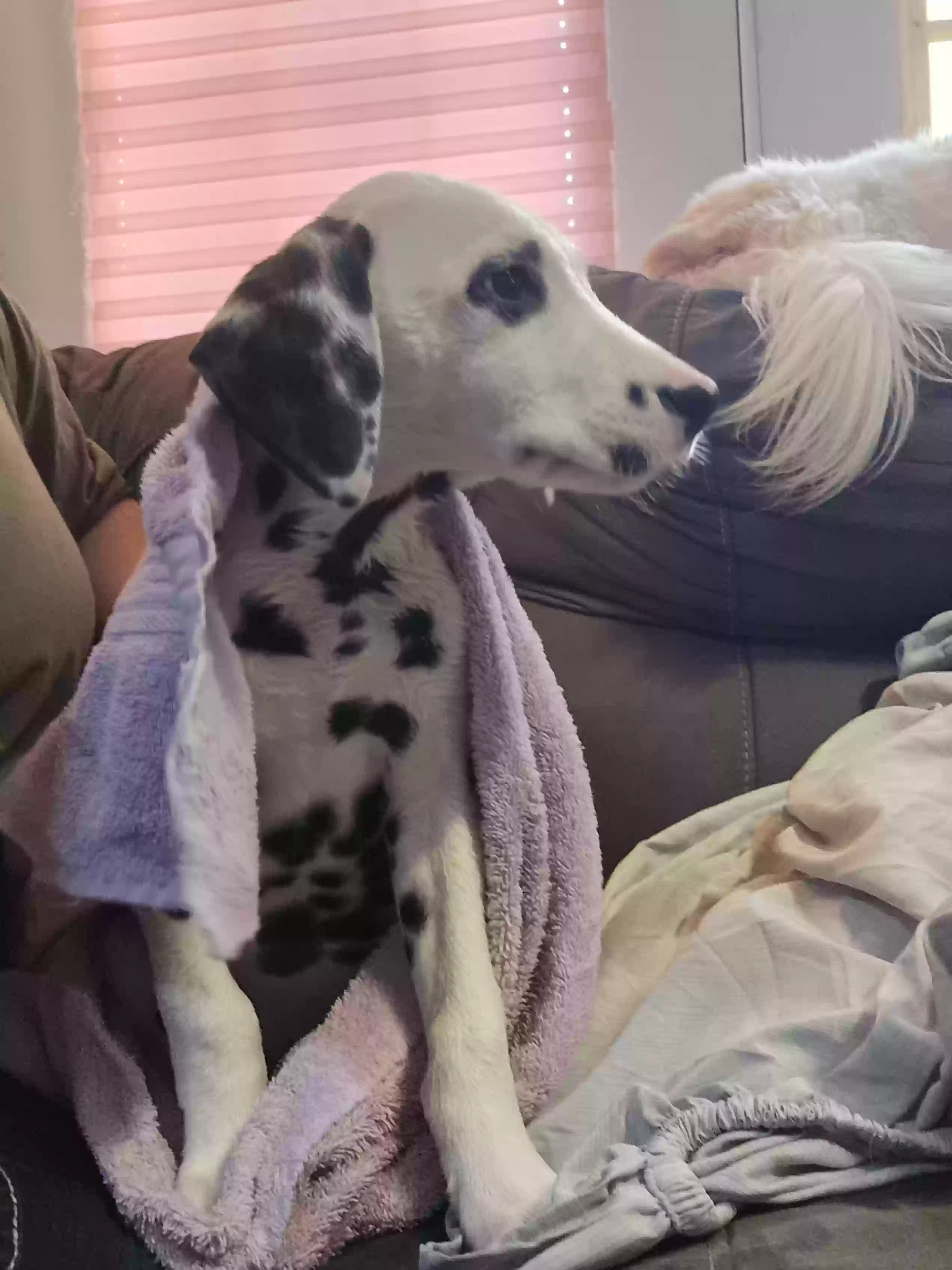 adoptable Dog in Eastlake,OH named Ezra (Ezzie)