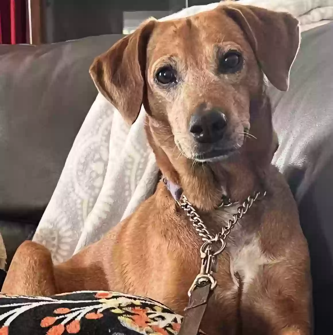 adoptable Dog in Lafayette,CA named TinaBear