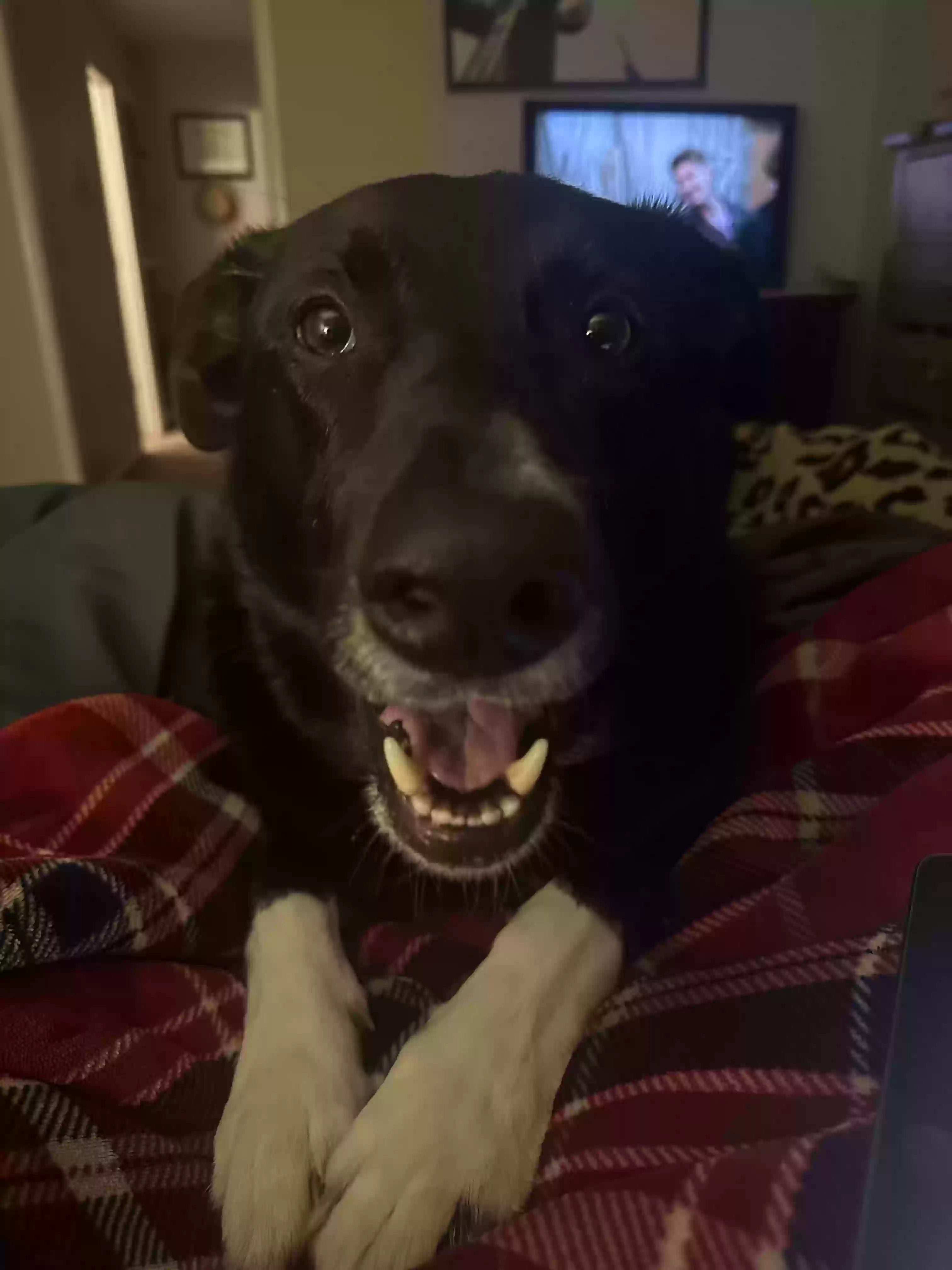 adoptable Dog in Fort Worth,TX named Joey