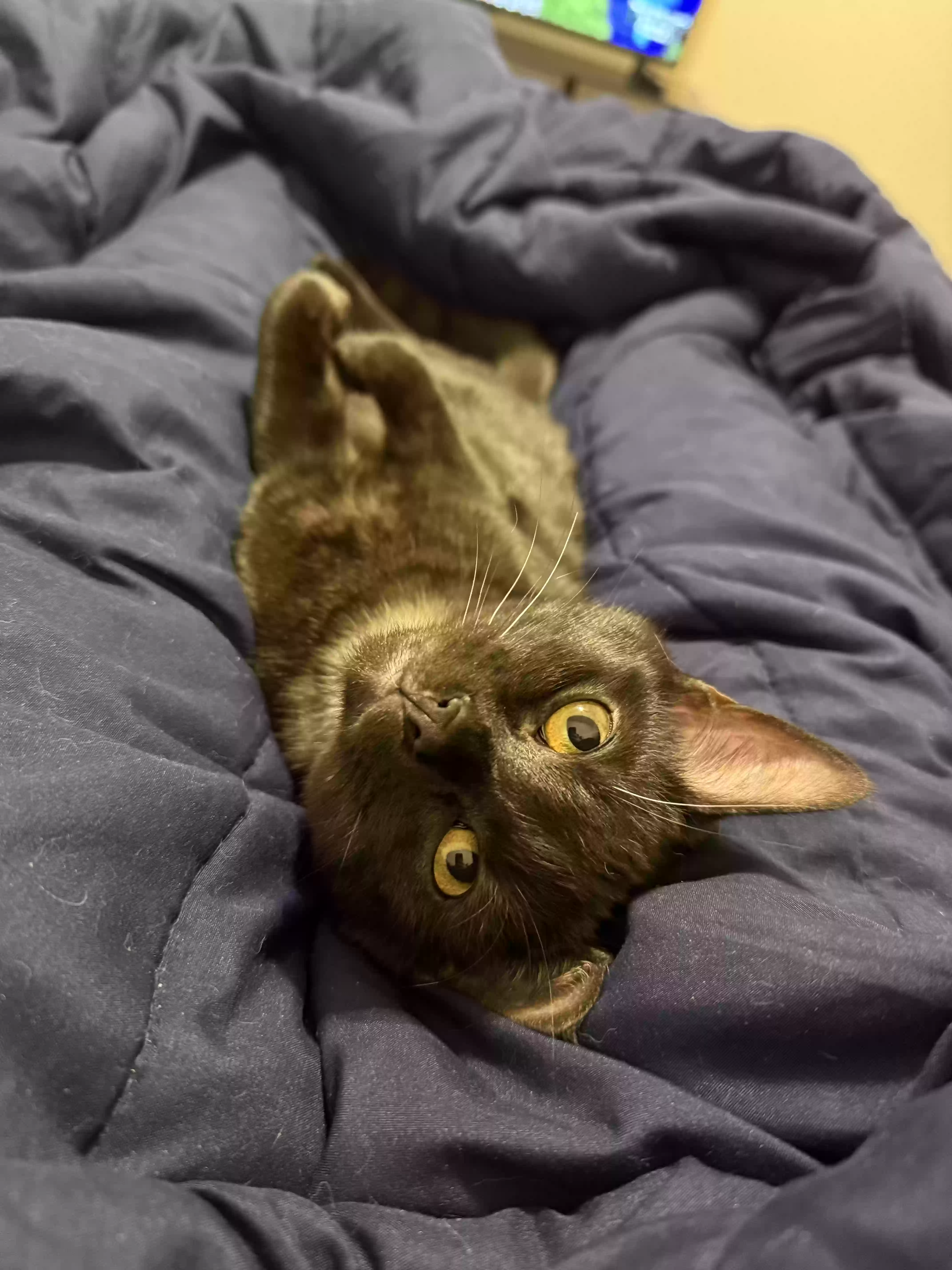 adoptable Cat in Mckinney,TX named Bear
