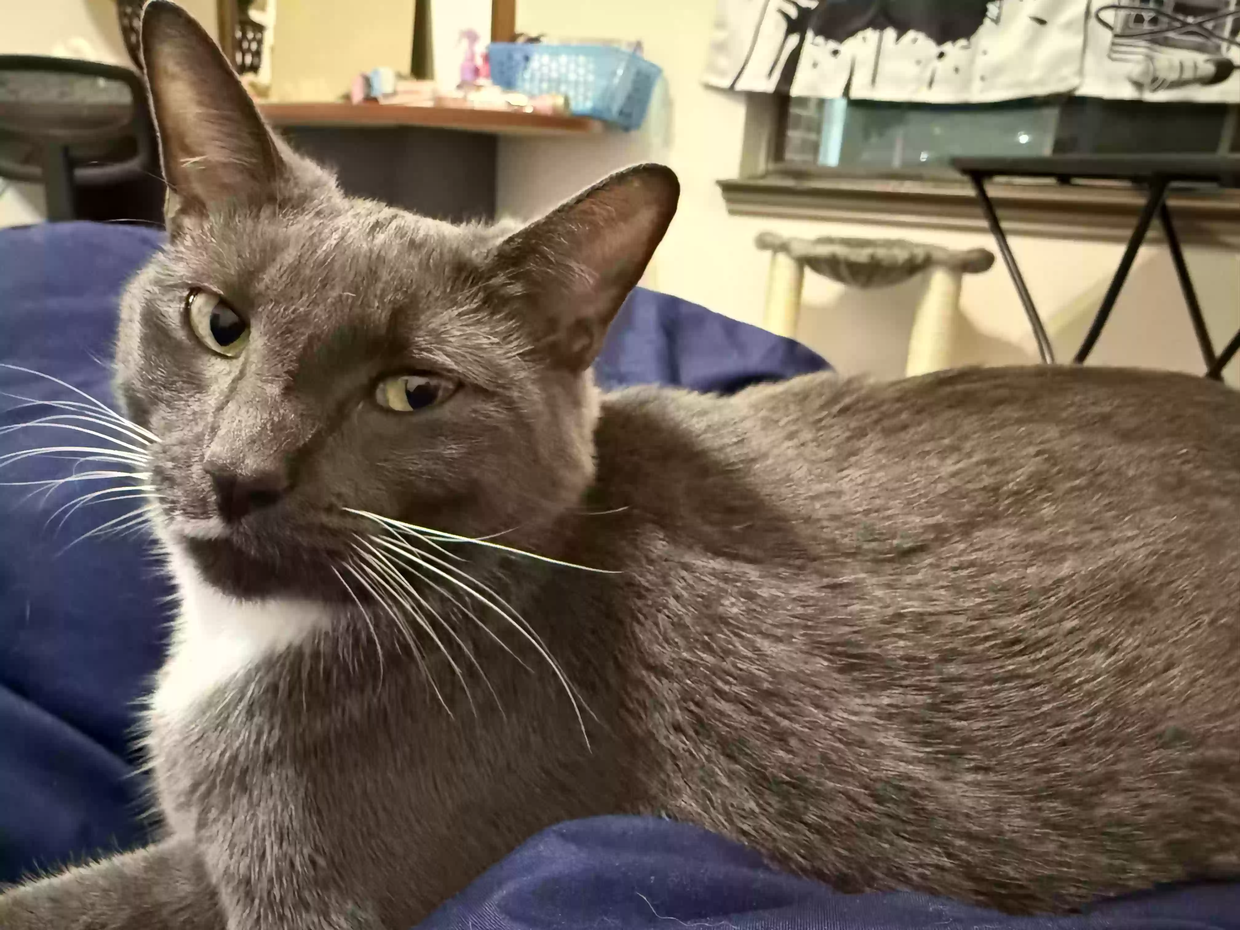 adoptable Cat in Mckinney,TX named Bonnie