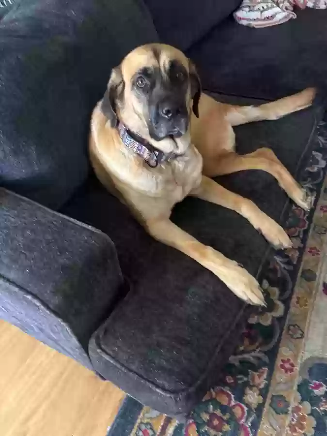 adoptable Dog in Killeen,TX named Birdie