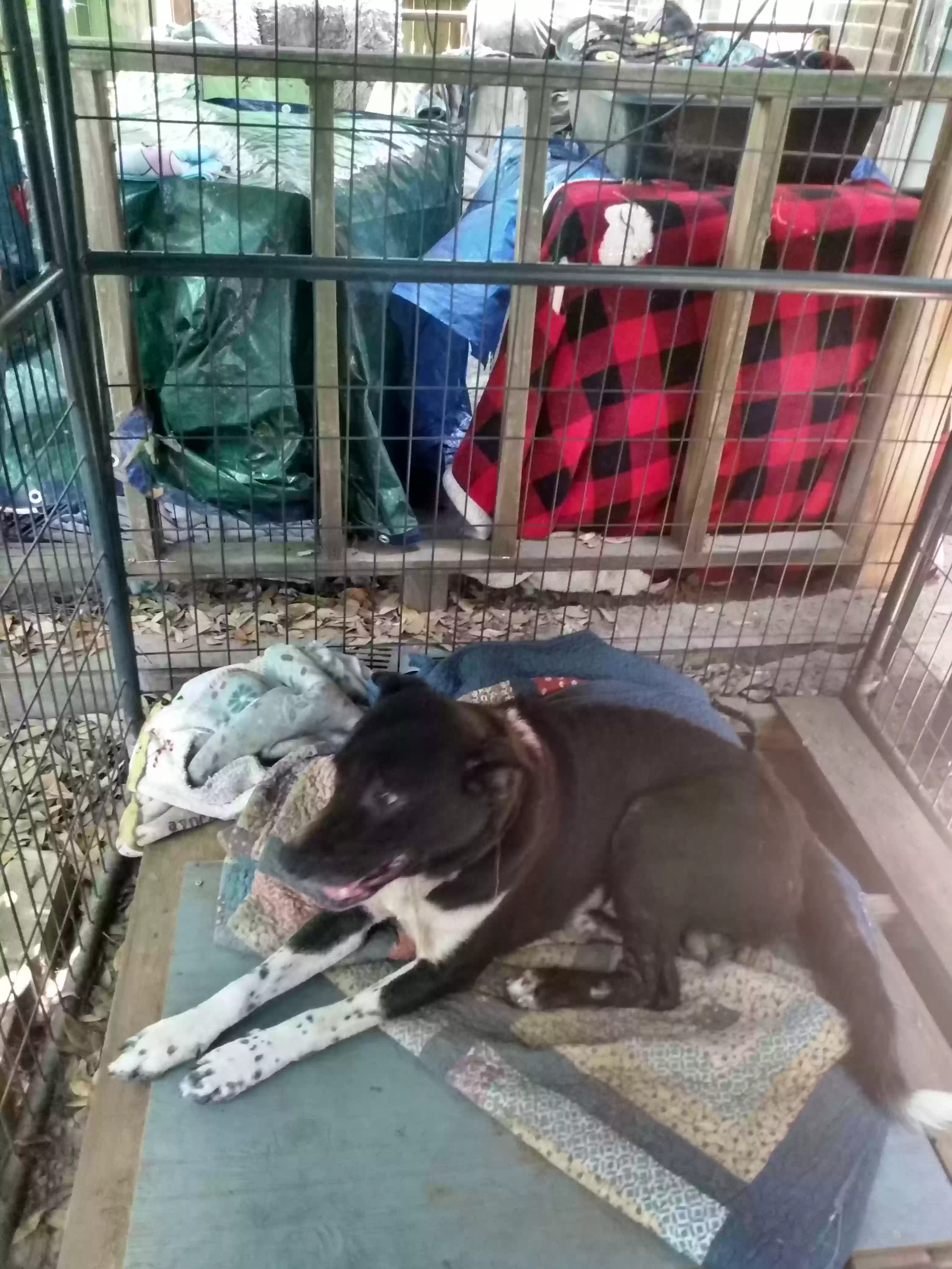 adoptable Dog in Pearland,TX named Rowdy