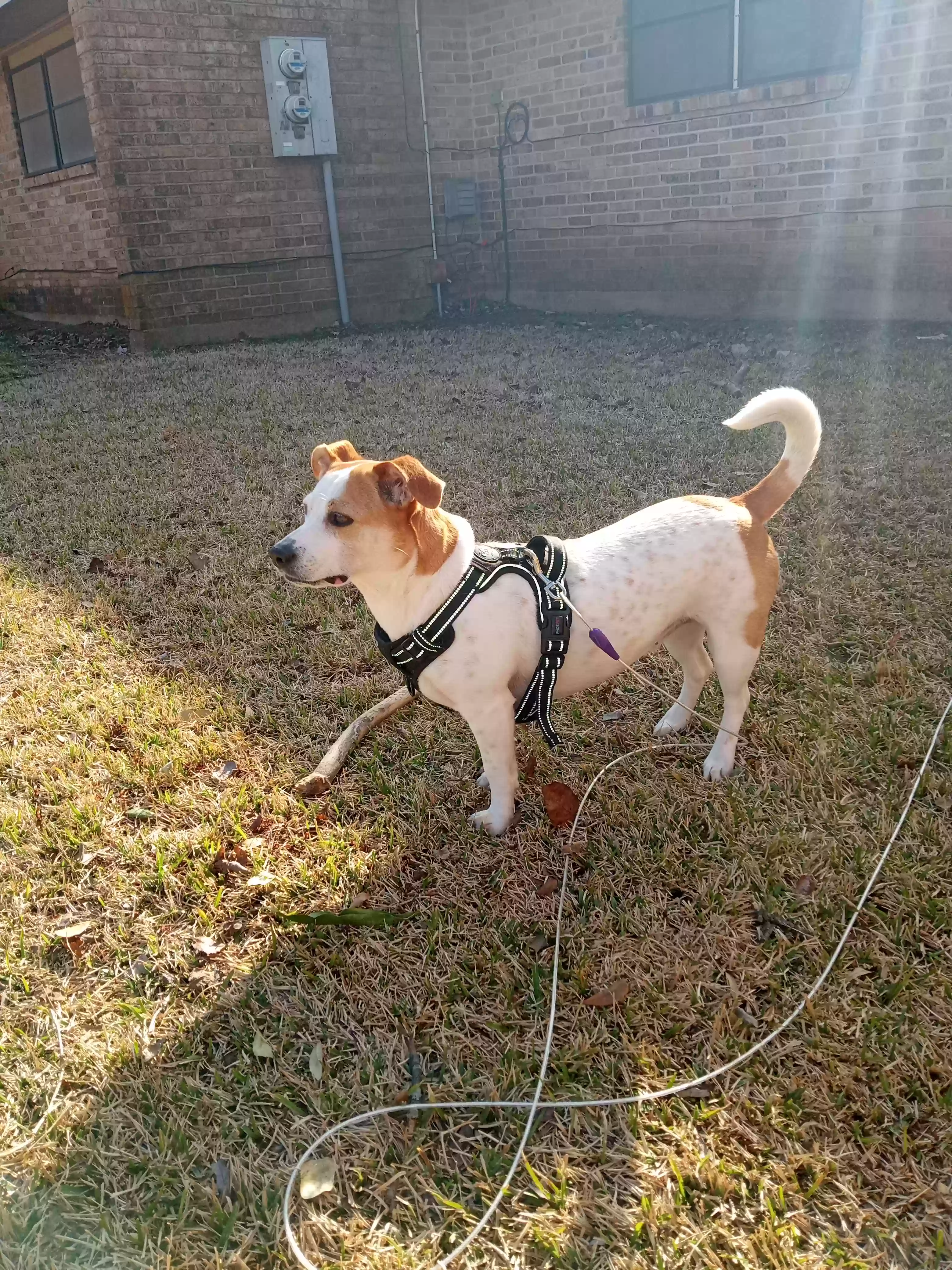 adoptable Dog in Bossier City,LA named Mattie