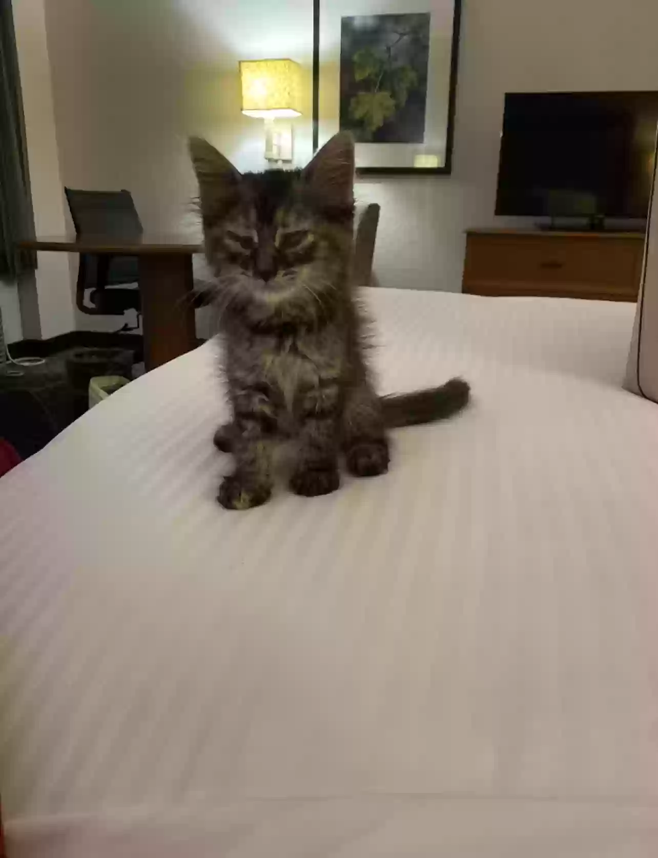 adoptable Cat in Katy,TX named Biscuit