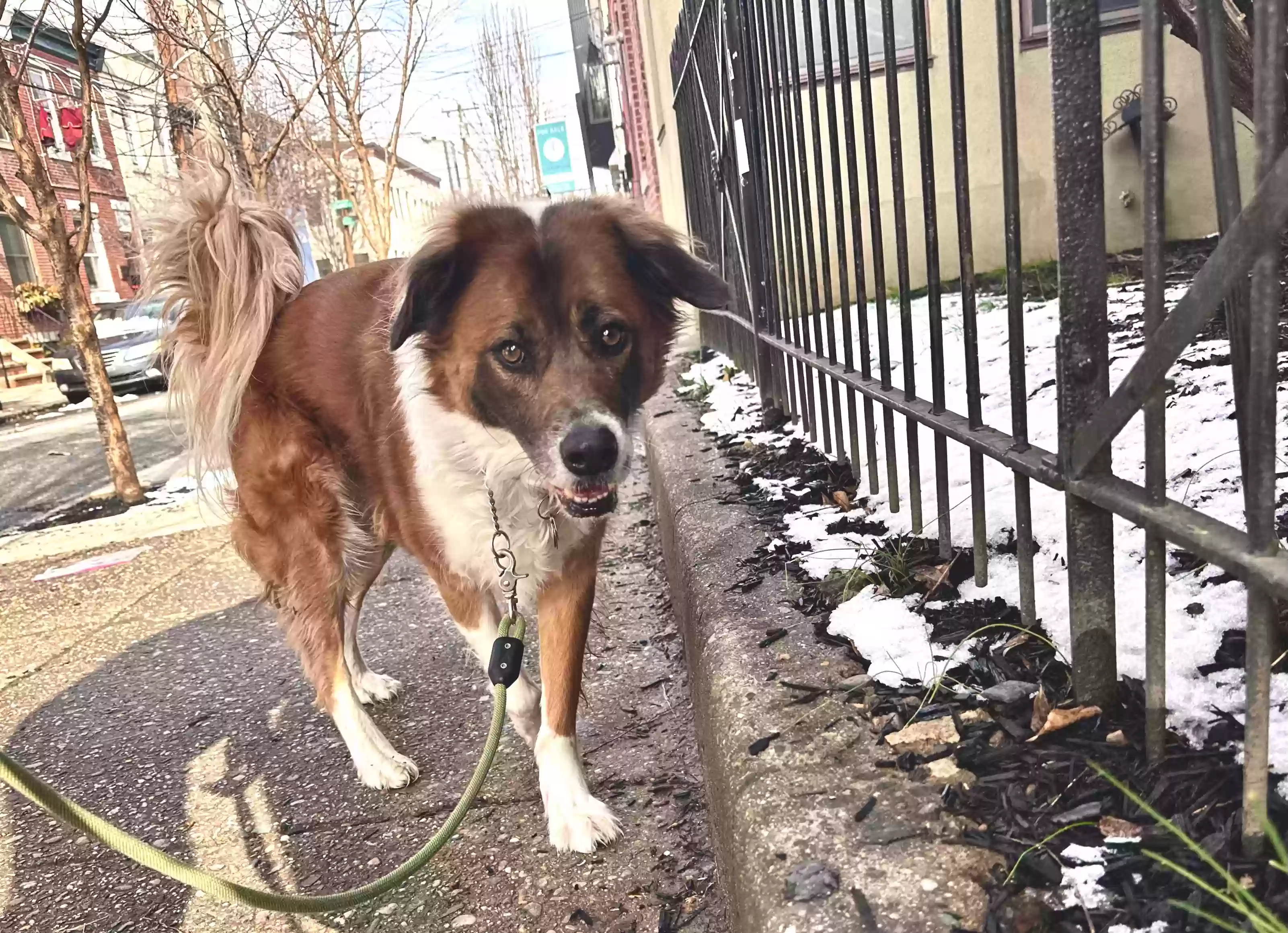 adoptable Dog in Wilmington,DE named Aaden
