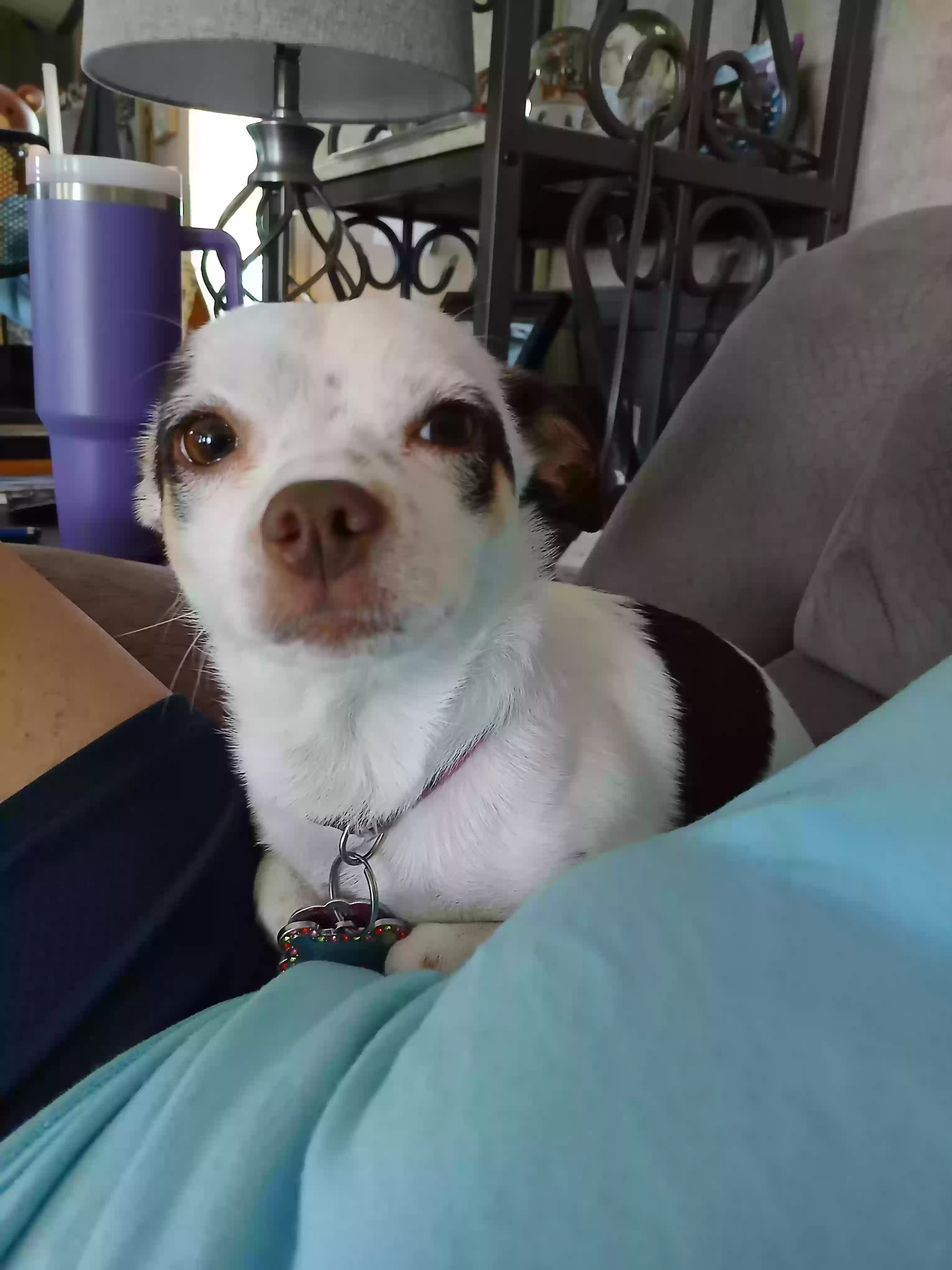 adoptable Dog in Canyon,TX named Patches