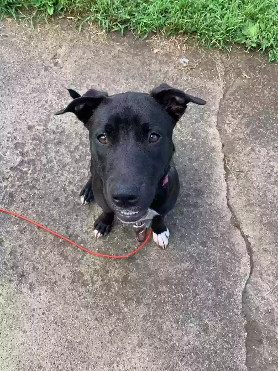 adoptable Dog in Belleville,MI named Miley
