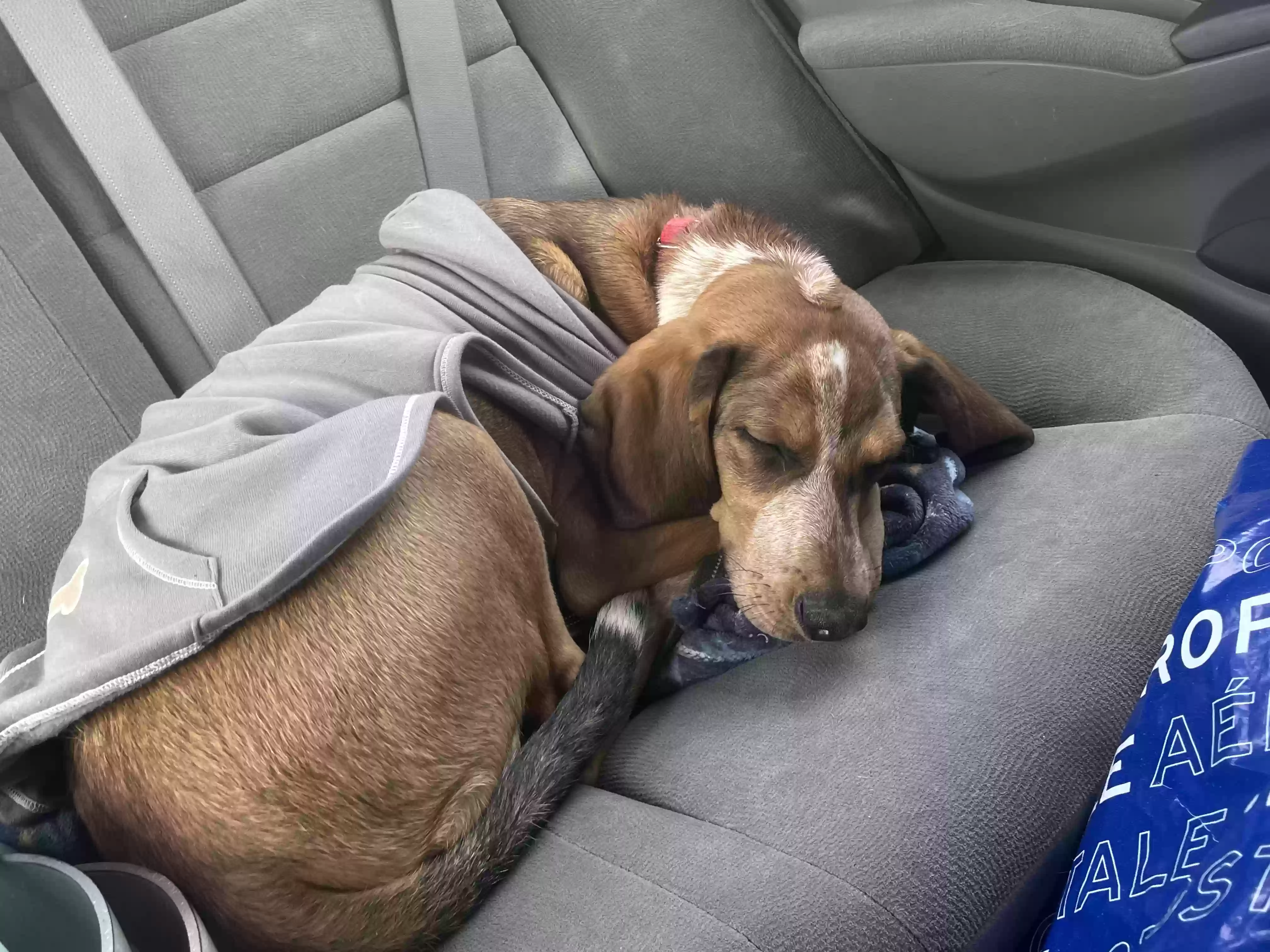 adoptable Dog in East Canton,OH named Doc Hudson