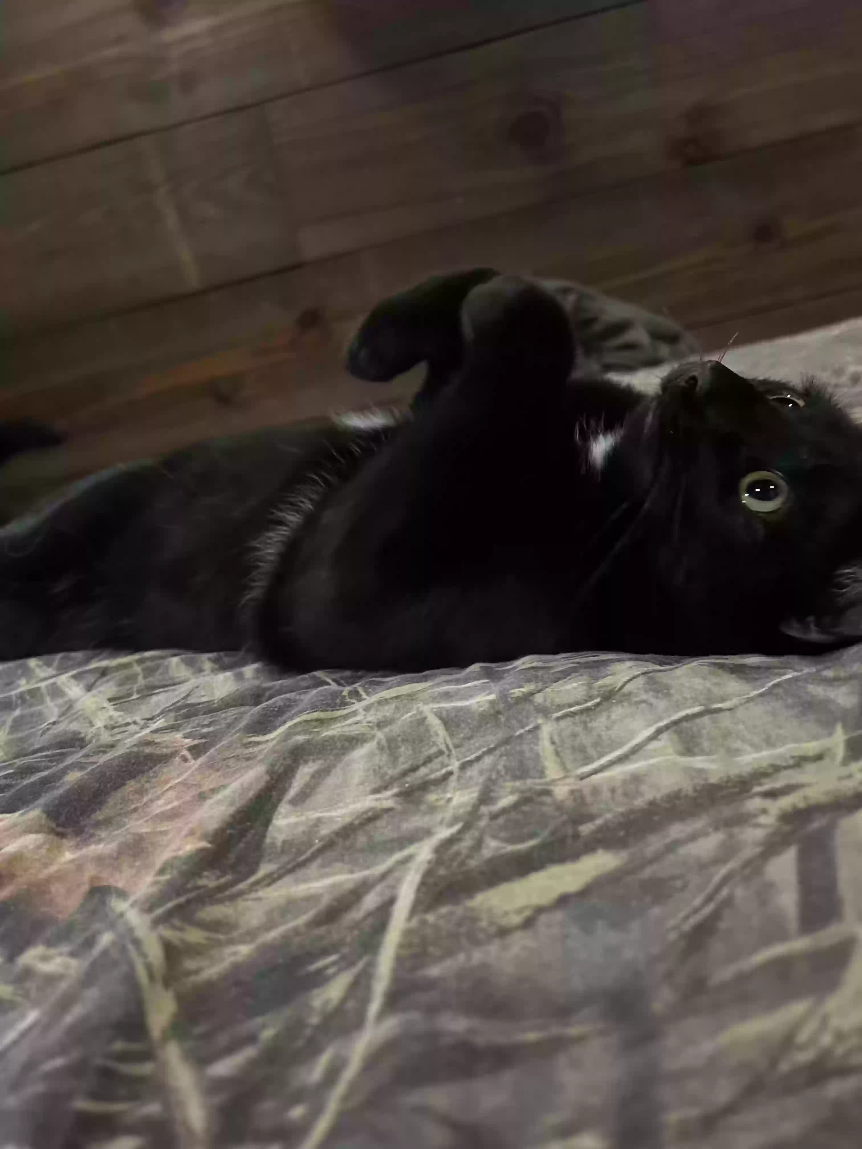 adoptable Cat in Trout,LA named T-Pain