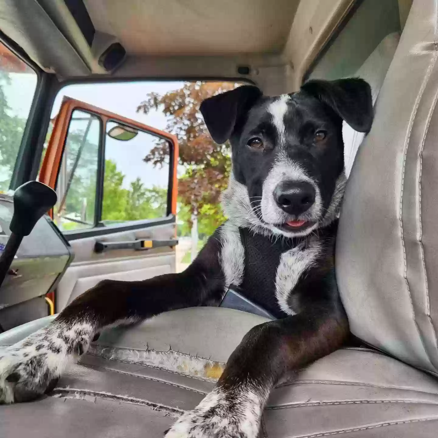 adoptable Dog in Romulus,MI named Cheese