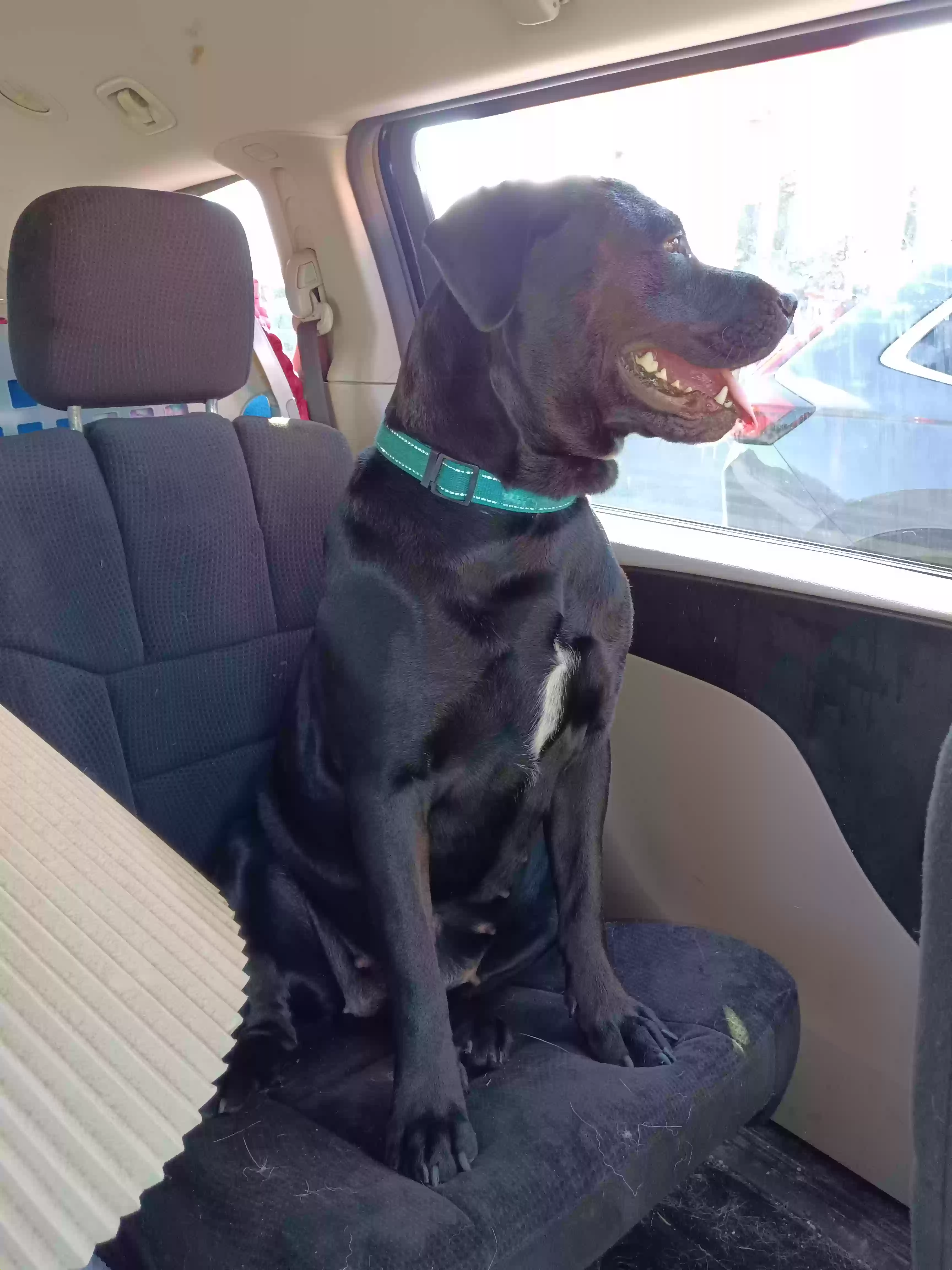 adoptable Dog in Meadville,PA named Phoebe