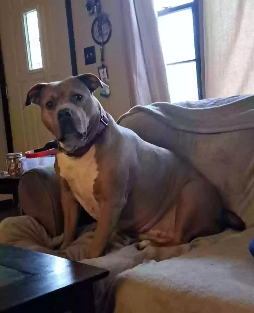 adoptable Dog in Rockford,IL named California Sky 