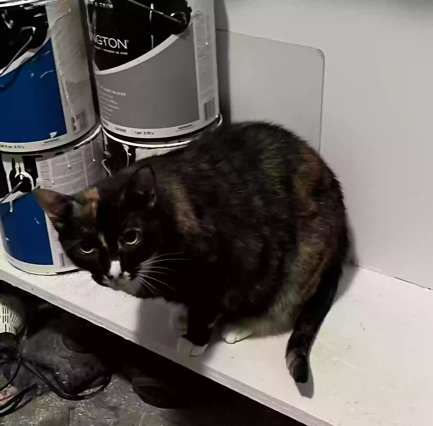 adoptable Cat in Atlanta,GA named Chloe