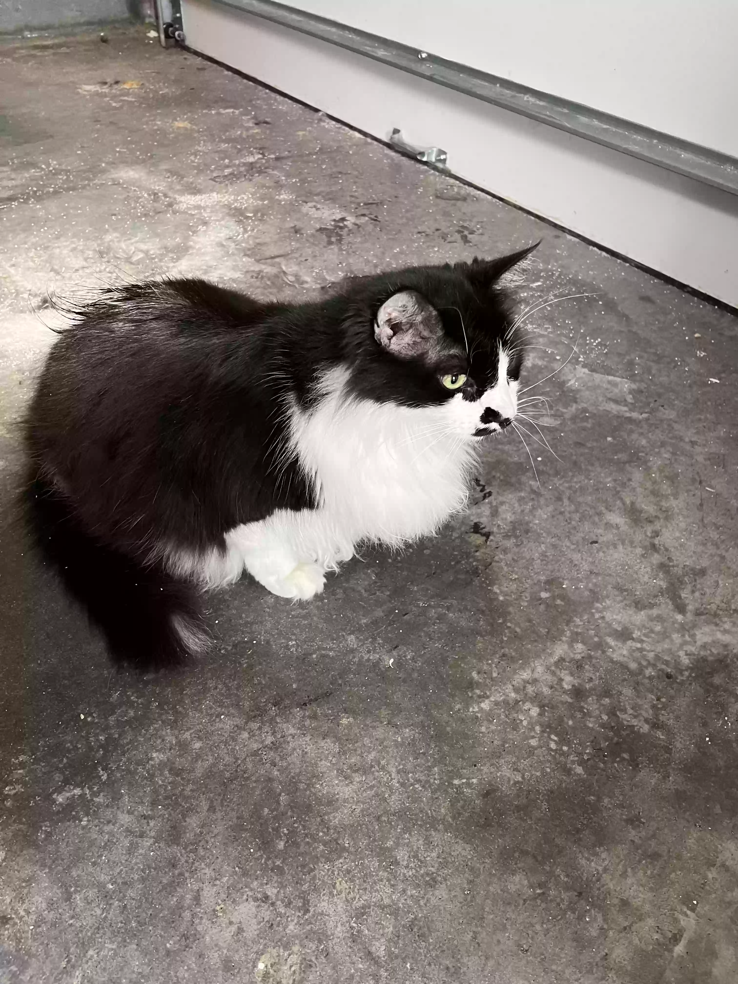 adoptable Cat in Atlanta,GA named Charlie