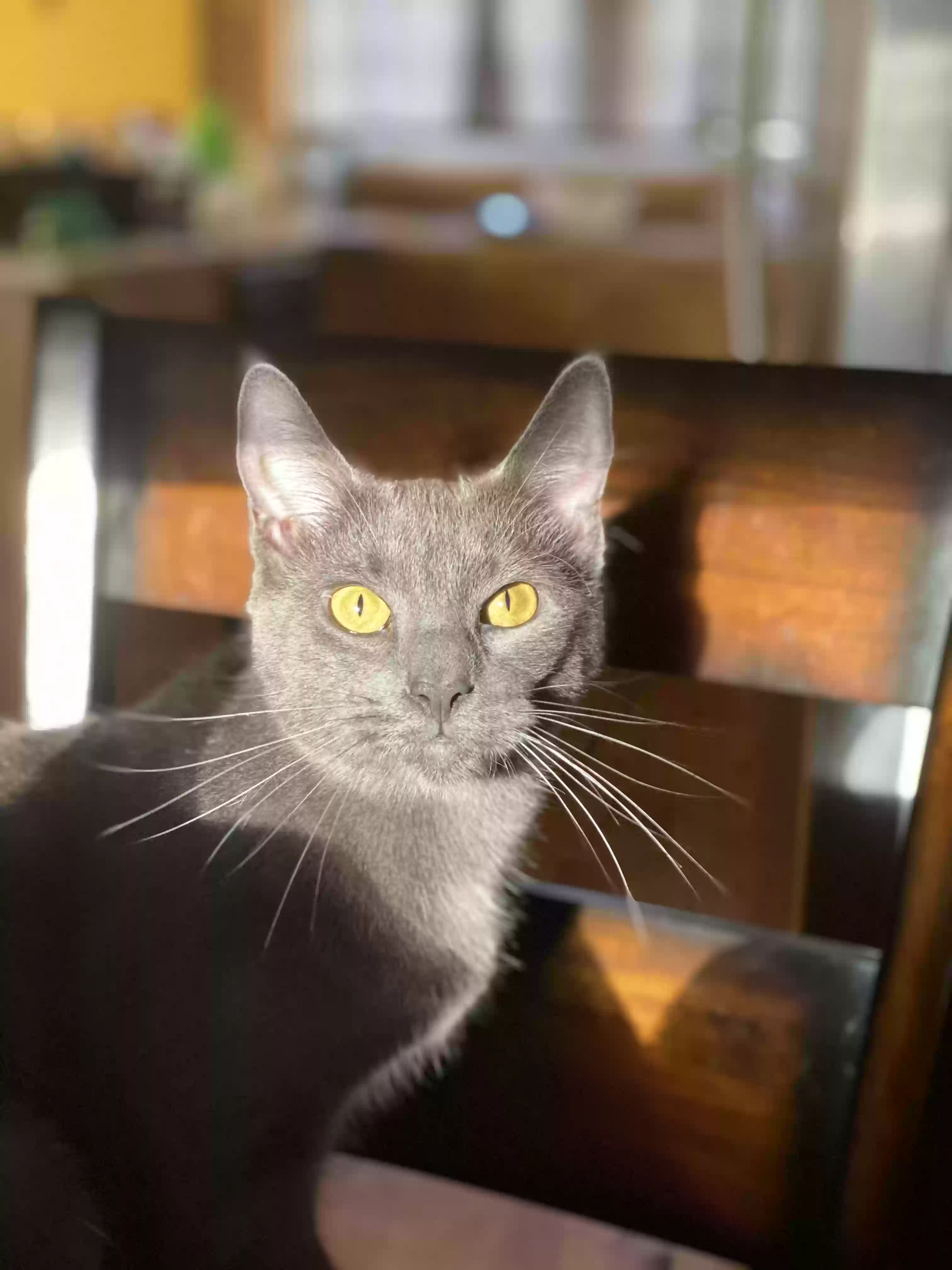 adoptable Cat in Cumming,GA named Lua